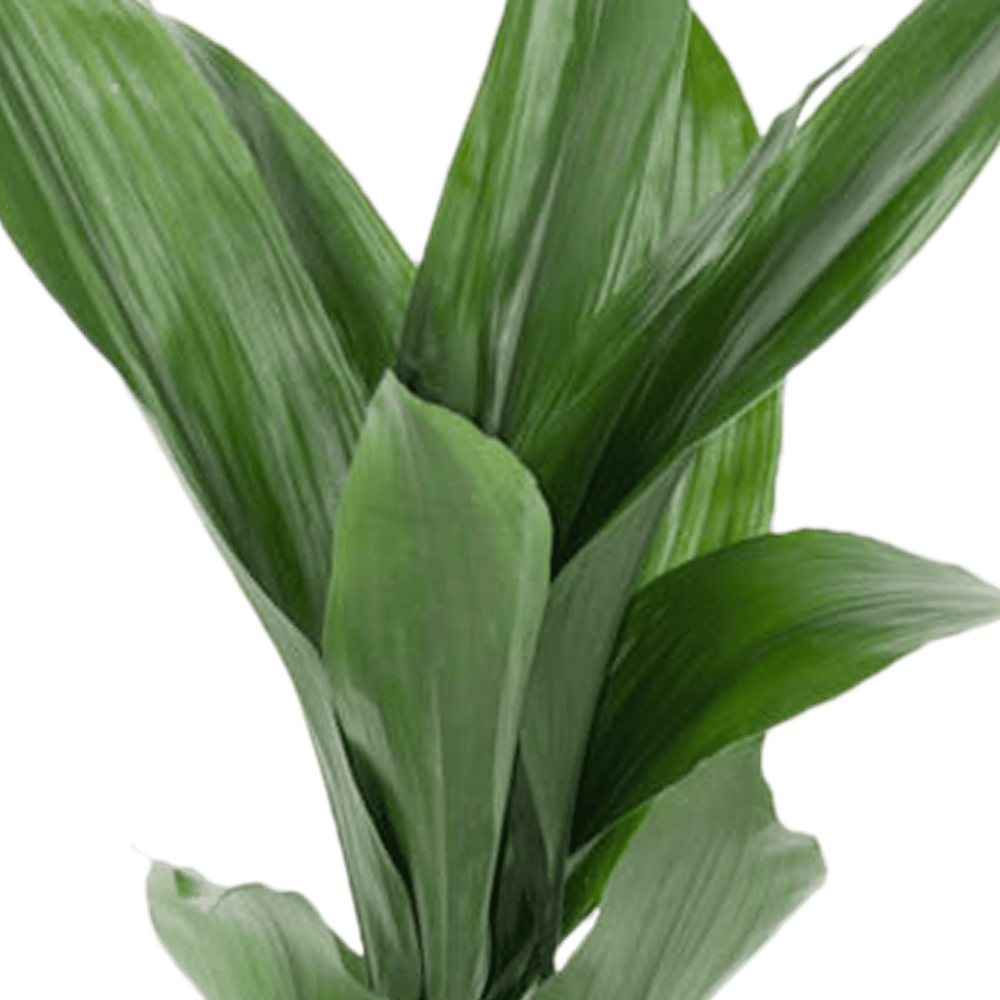 Aspidistra ↑ 85 cm ⌀ 19 cm - Afbeelding 5