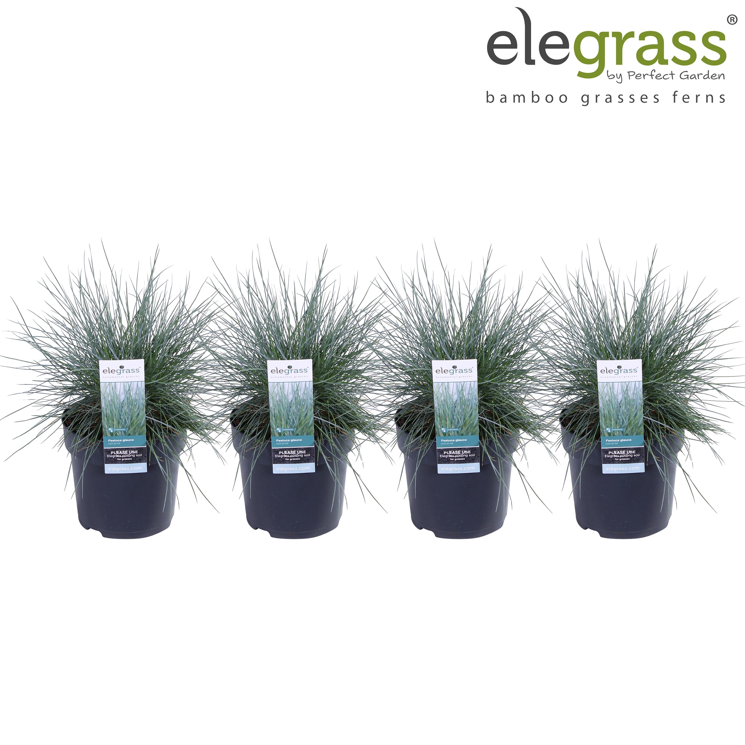 Blauw Schapengras - 4 stuks ↑ 30 cm ⌀ 14 cm