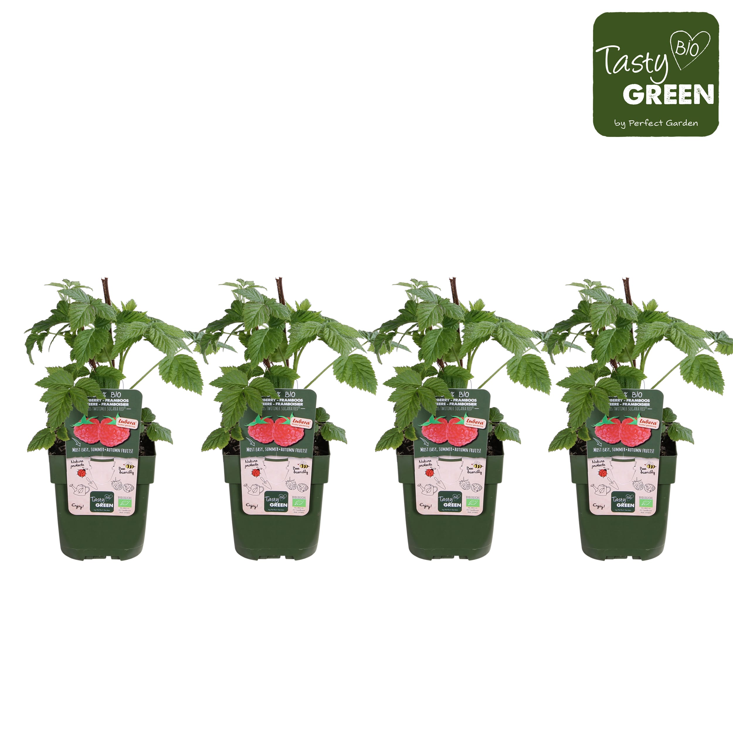 Framboos - Fruitplanten - 4 stuks ↑ 40 cm ⌀ 13 cm