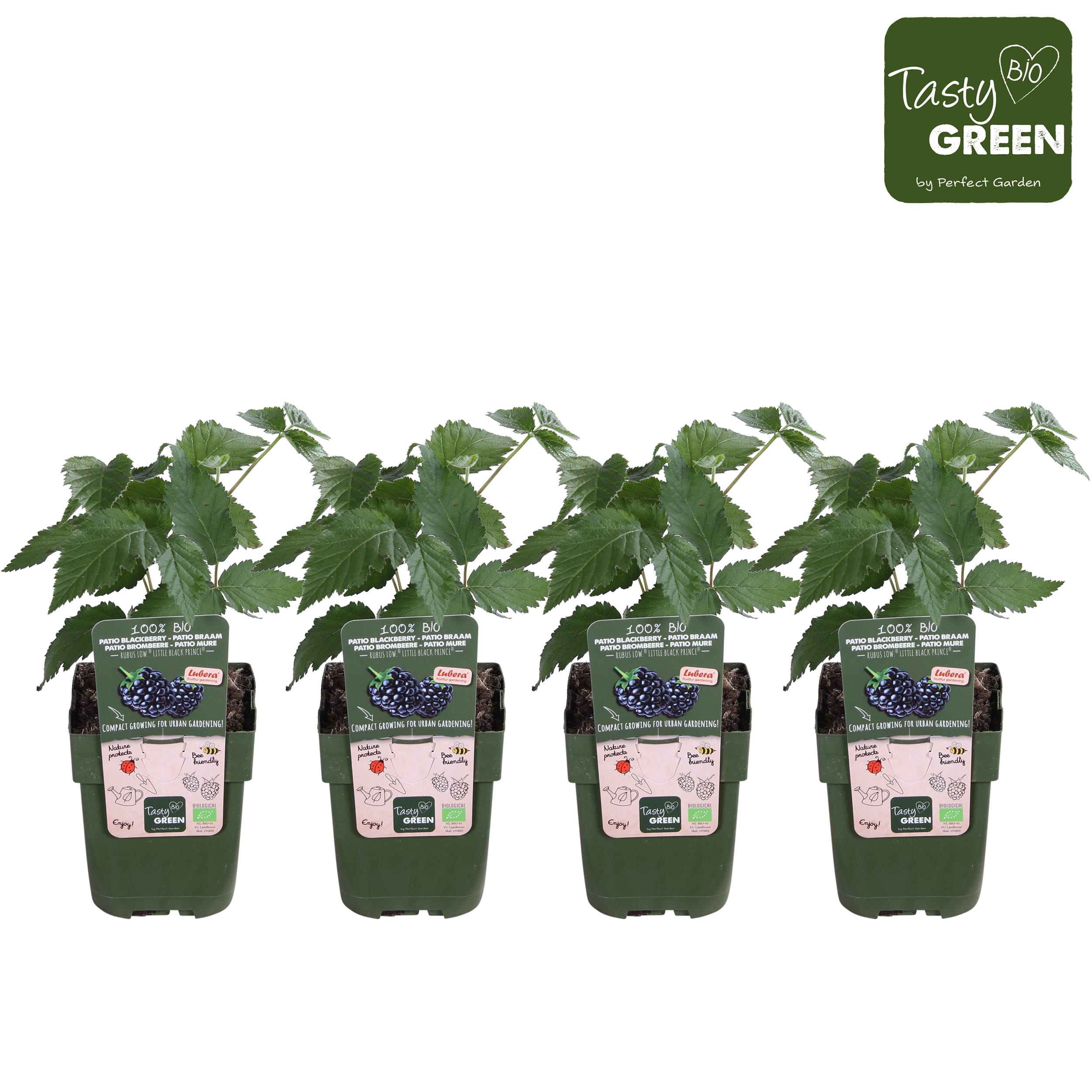 Lowberries - Fruitplanten - 4 stuks ↑ 40 cm ⌀ 13 cm