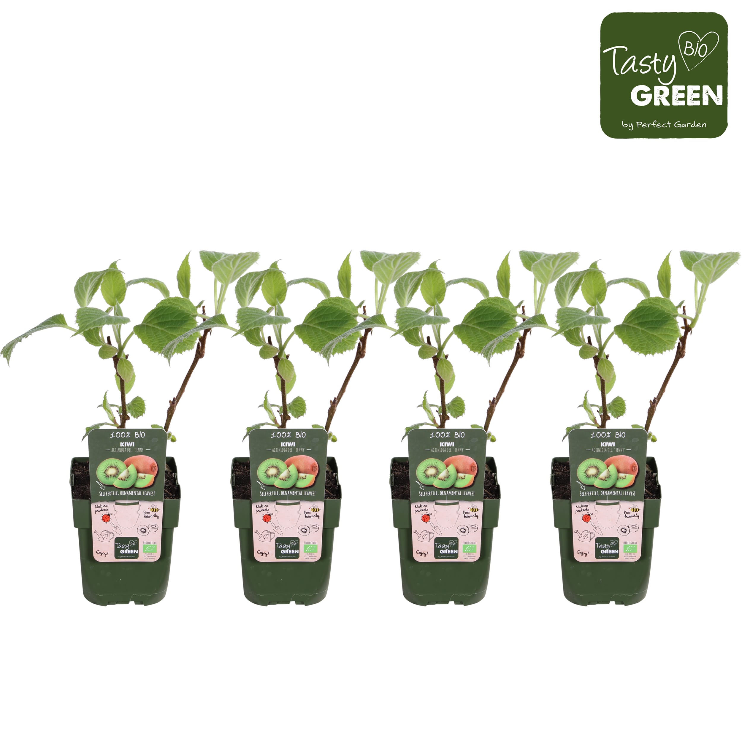 Kiwi 'Jenny' - Fruitplanten - 4 stuks ↑ 40 cm ⌀ 13 cm