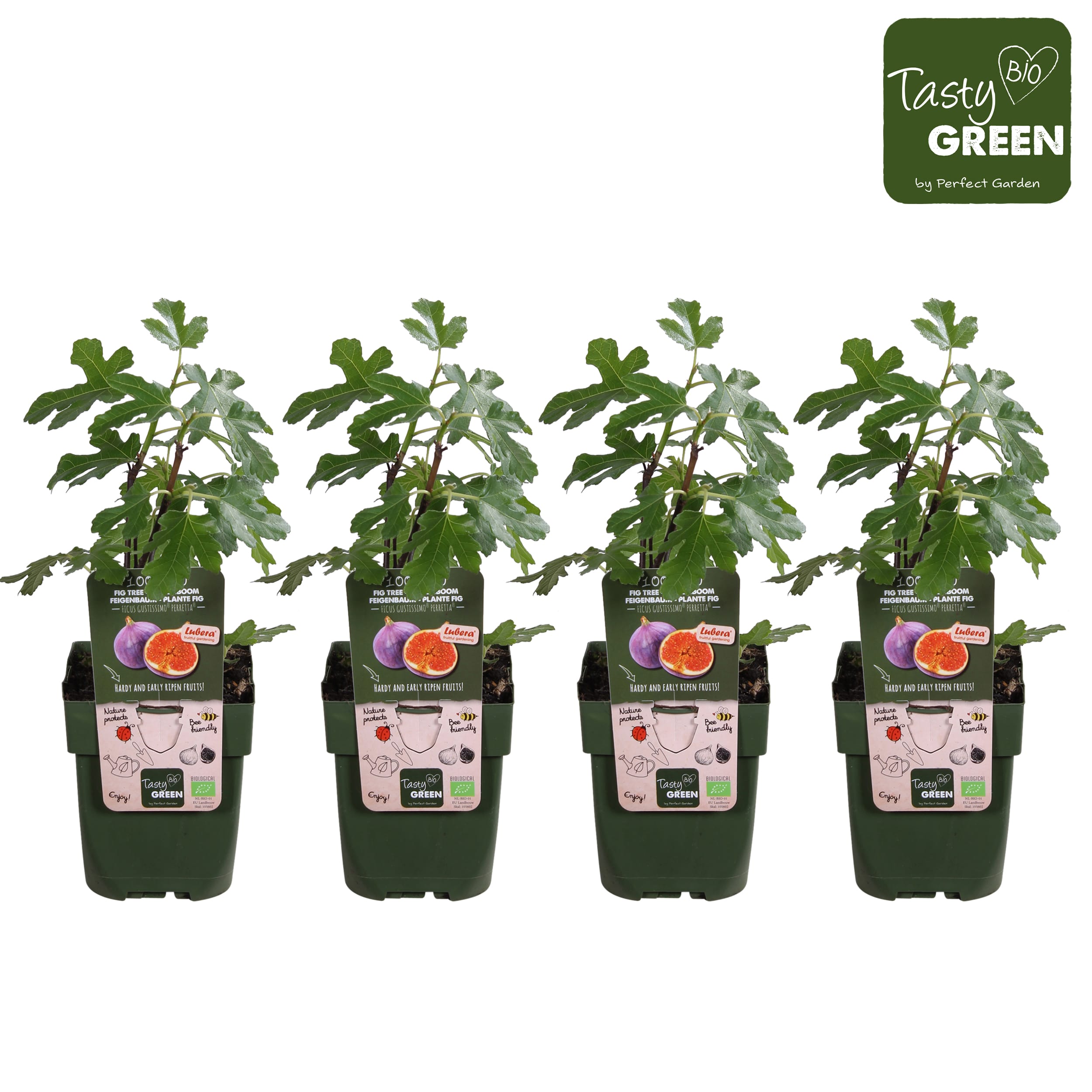 Vijg (Gustissimo) - Fruitplanten - 4 stuks ↑ 40 cm ⌀ 13 cm