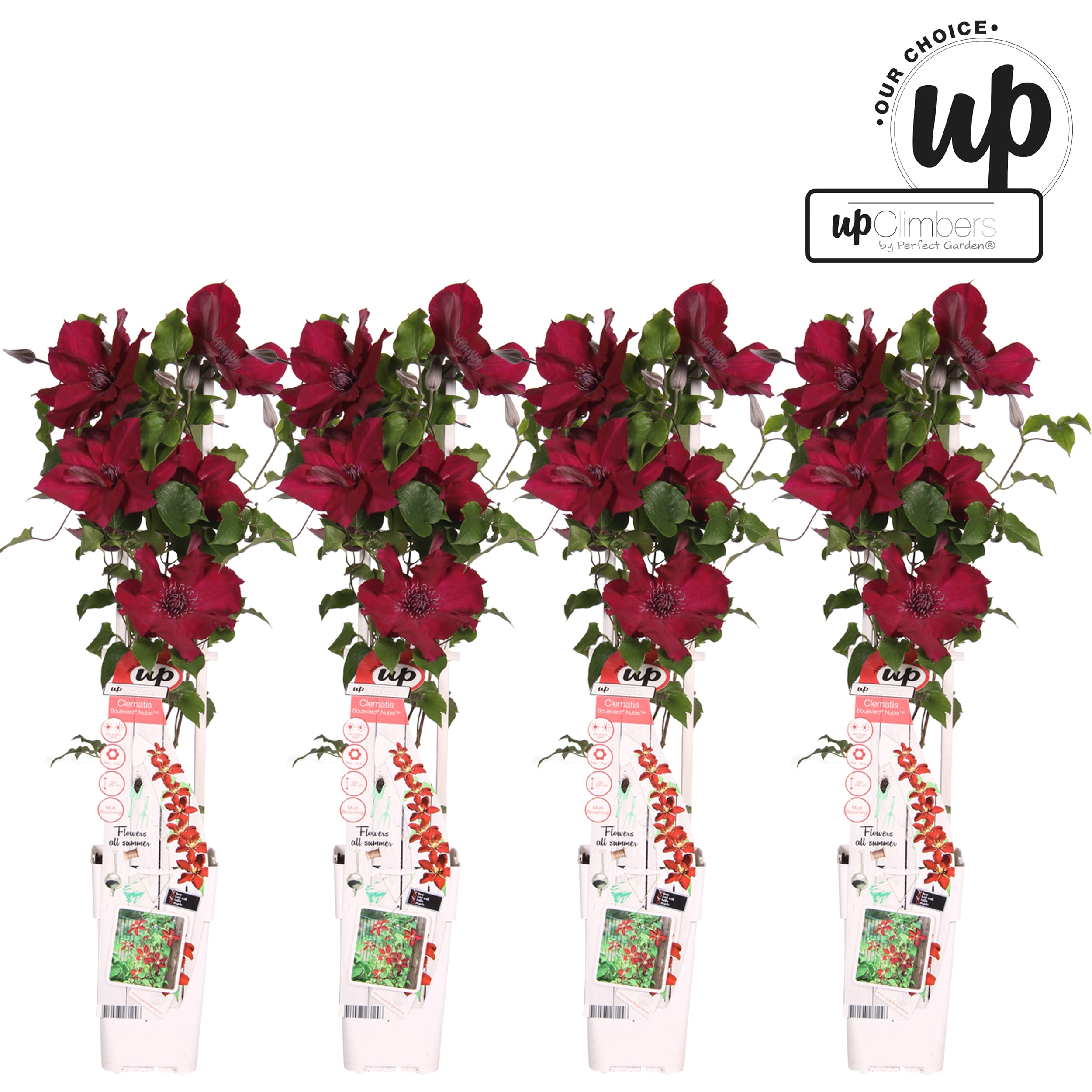 Clematis Nubia - 4 stuks ↑ 70 cm ⌀ 15 cm