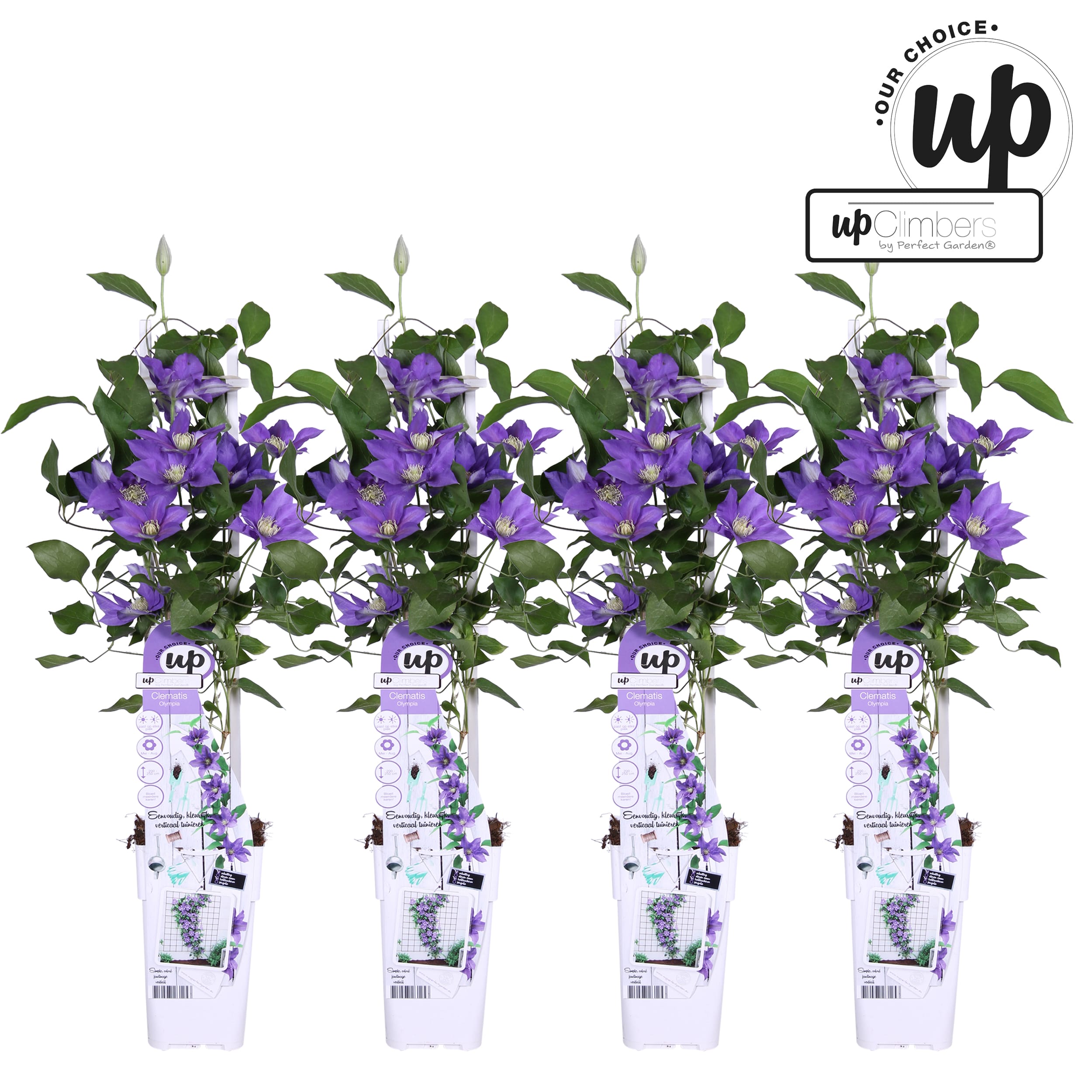 Clematis Olympia - 4 stuks ↑ 70 cm ⌀ 15 cm