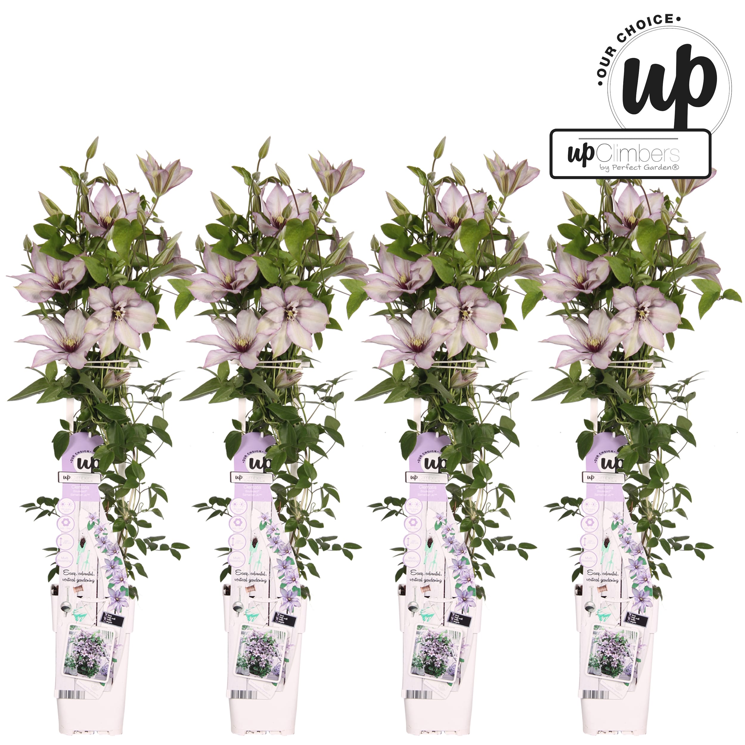 Clematis Samaritan Jo - 4 stuks ↑ 70 cm ⌀ 15 cm