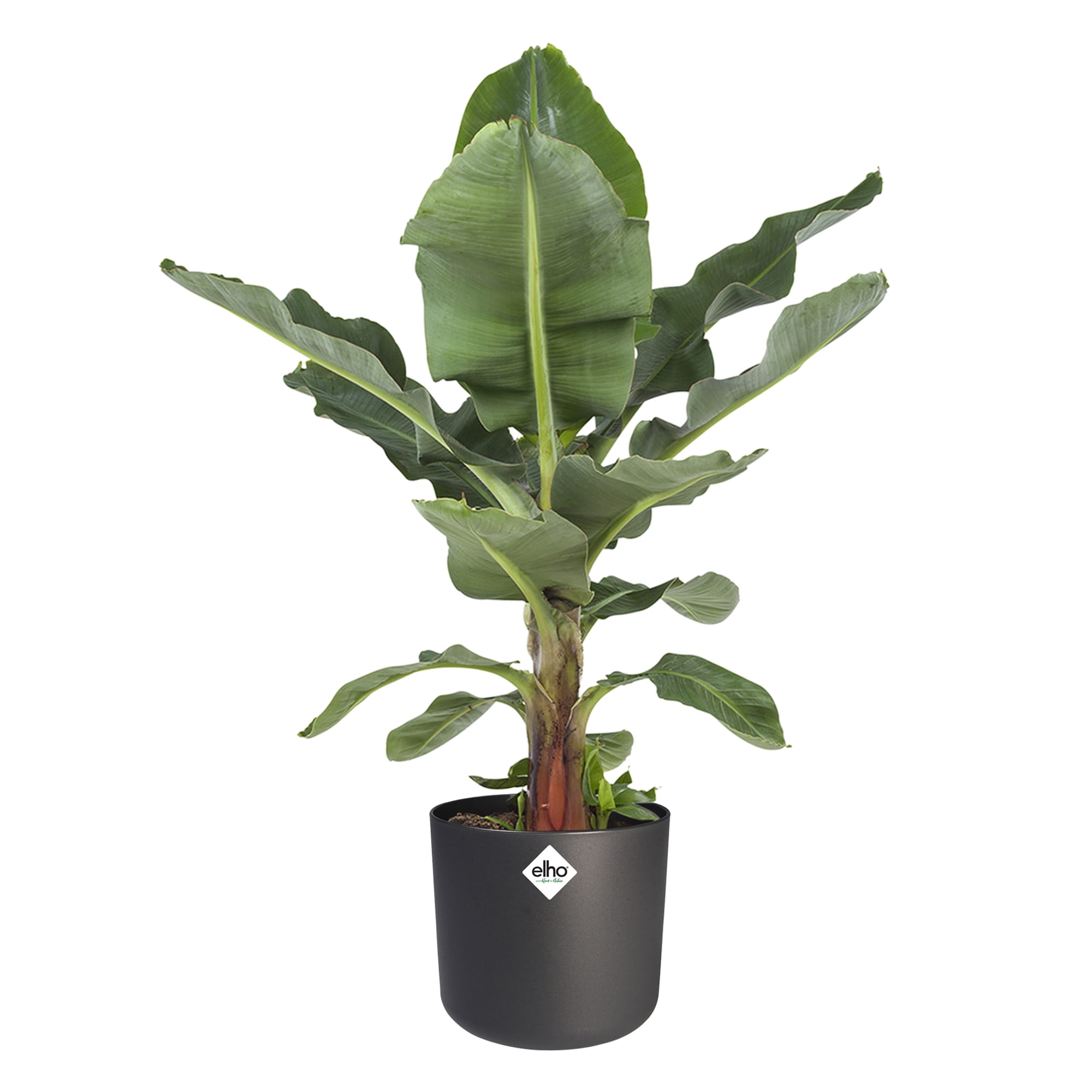 Bananenplant Musa in Elho soft sierpot ↑ 80 cm ⌀ 27 cm