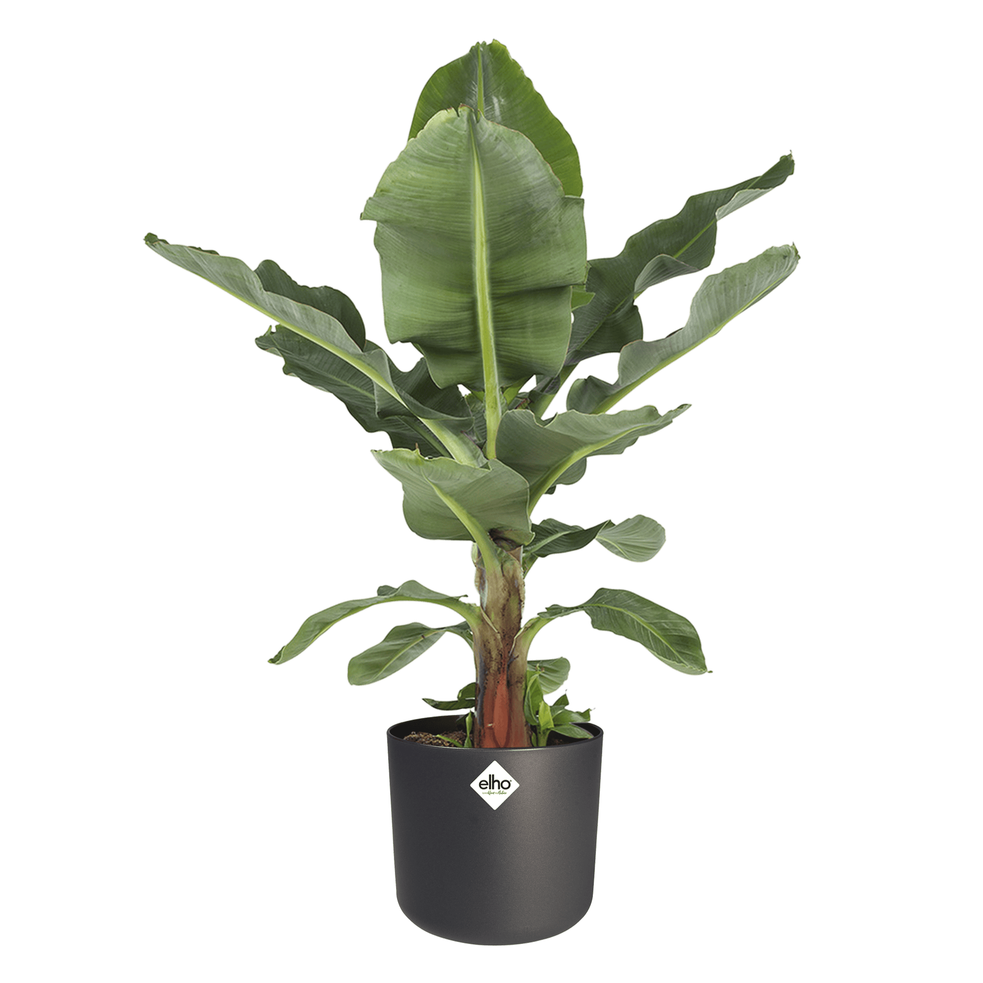 Bananenplant Musa in Elho soft sierpot ↑ 80 cm ⌀ 27 cm - Afbeelding 3
