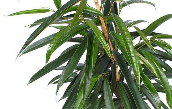 Ficus Alii ↑ 100 cm ⌀ 21 cm - Afbeelding 3