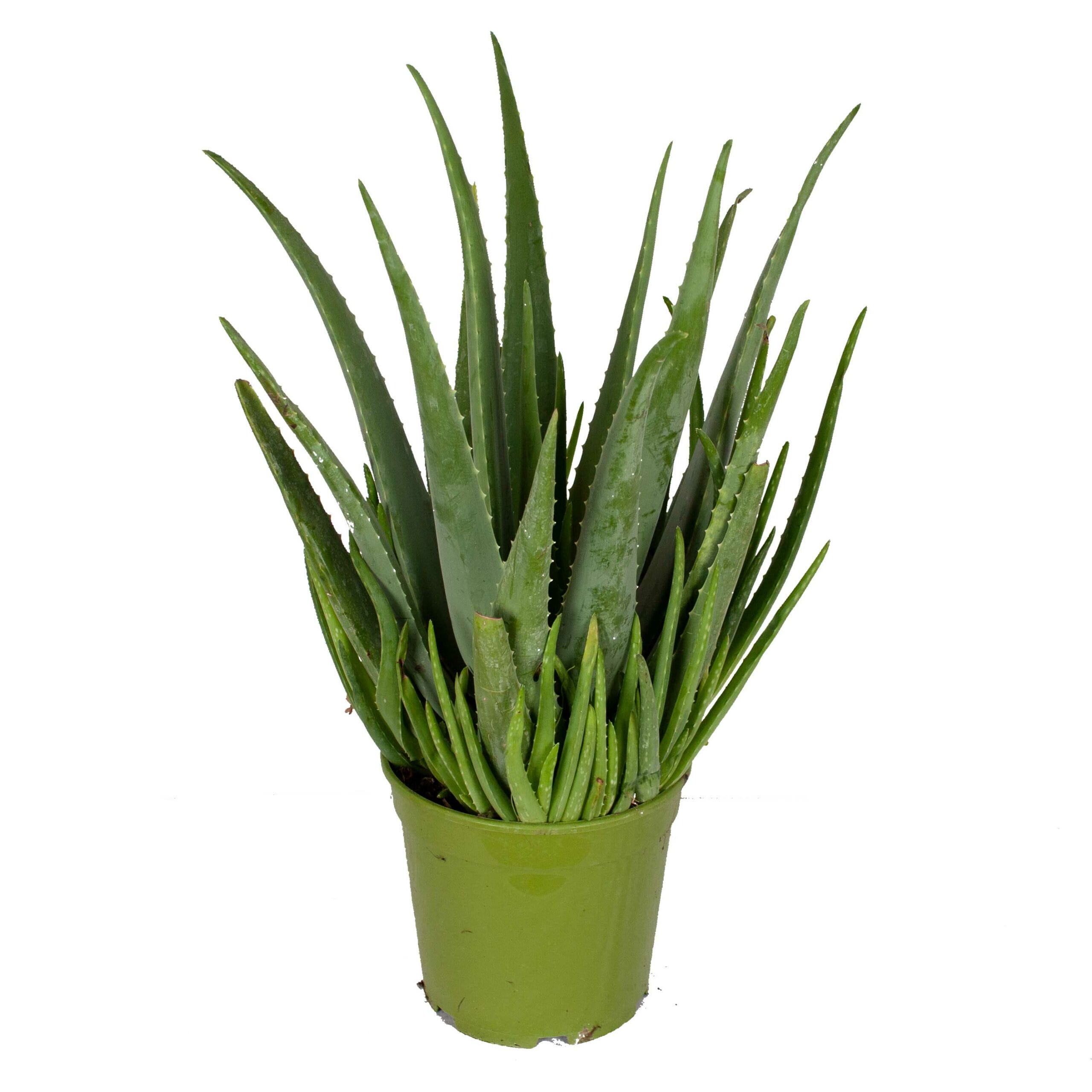 Aloe Vera plant ↑ 60 cm ⌀ 21 cm