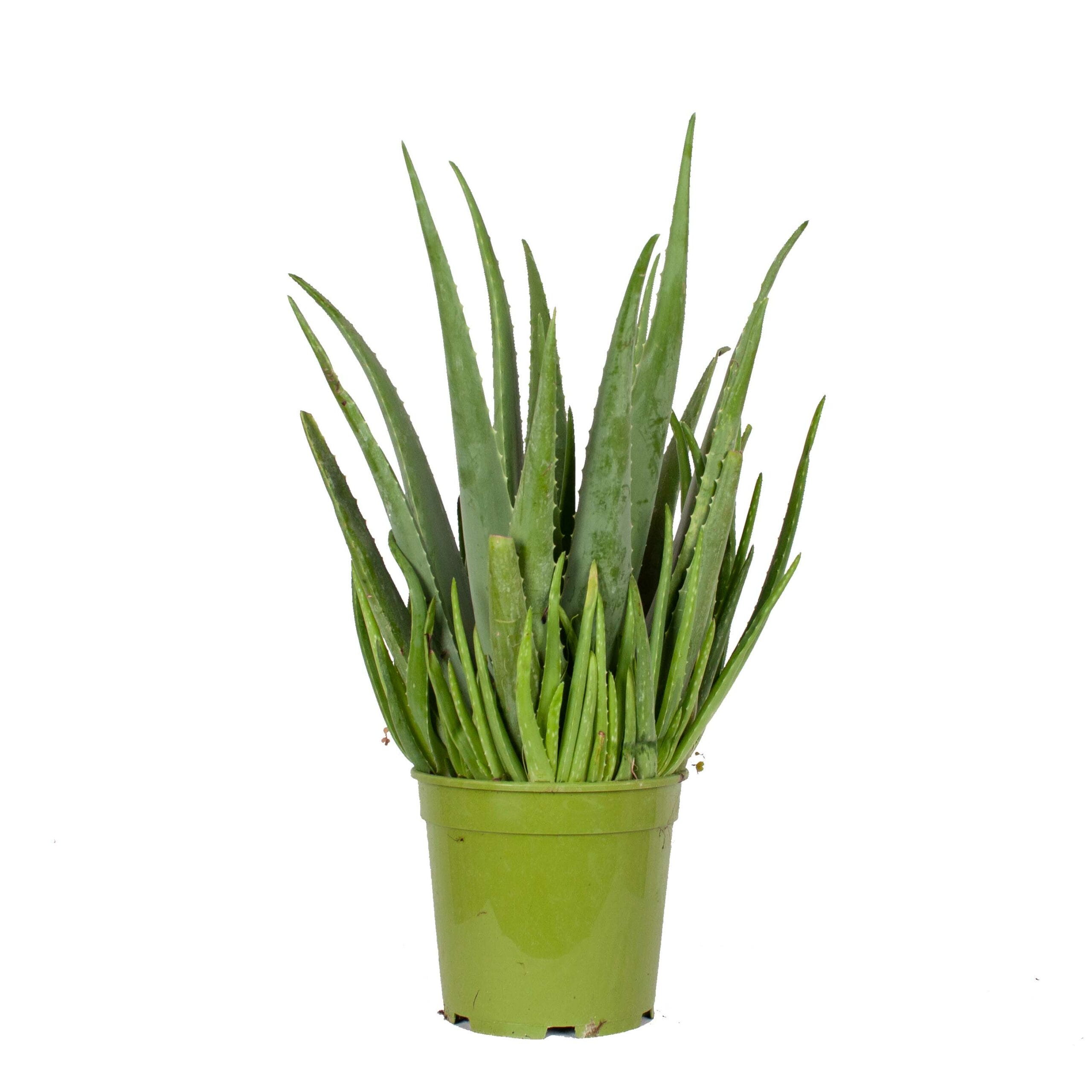Aloe Vera plant ↑ 60 cm ⌀ 21 cm - Afbeelding 3