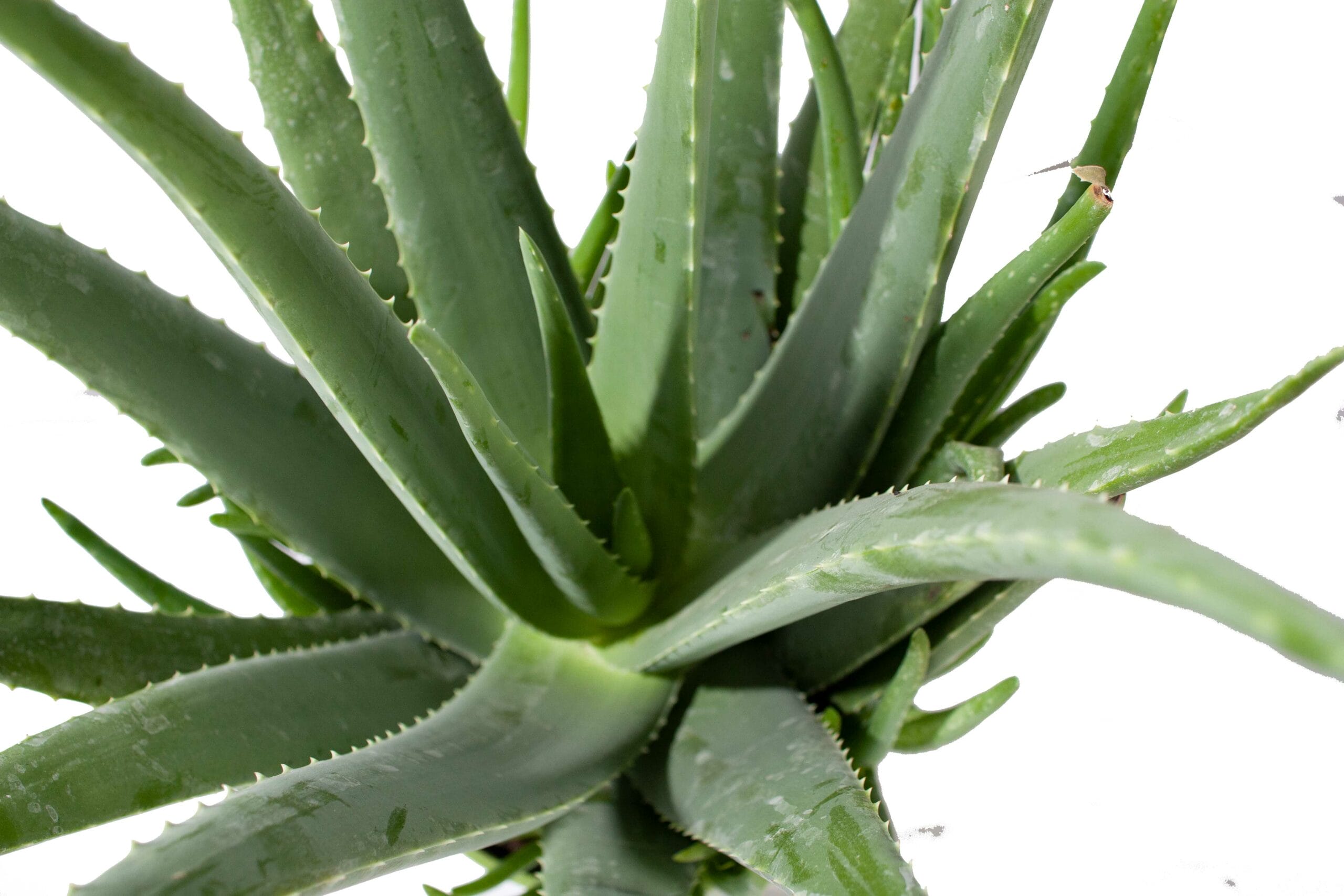 Aloe Vera plant ↑ 60 cm ⌀ 21 cm - Afbeelding 4