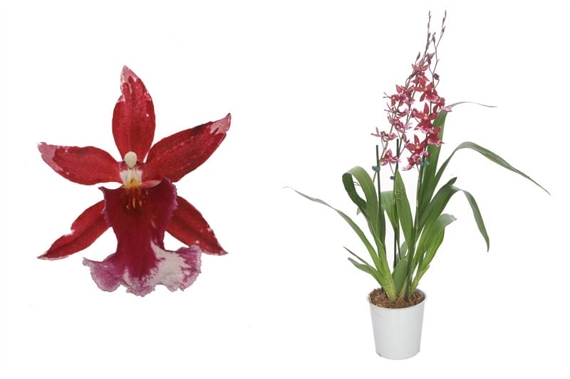 Orchidee Cambria Barrocco Red ↑ 60 cm ⌀ 12 cm