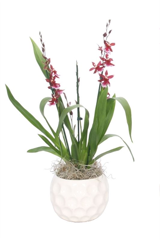 Orchidee Dolomite Golf Cambria Barrocco ↑ 60 cm ⌀ 12 cm