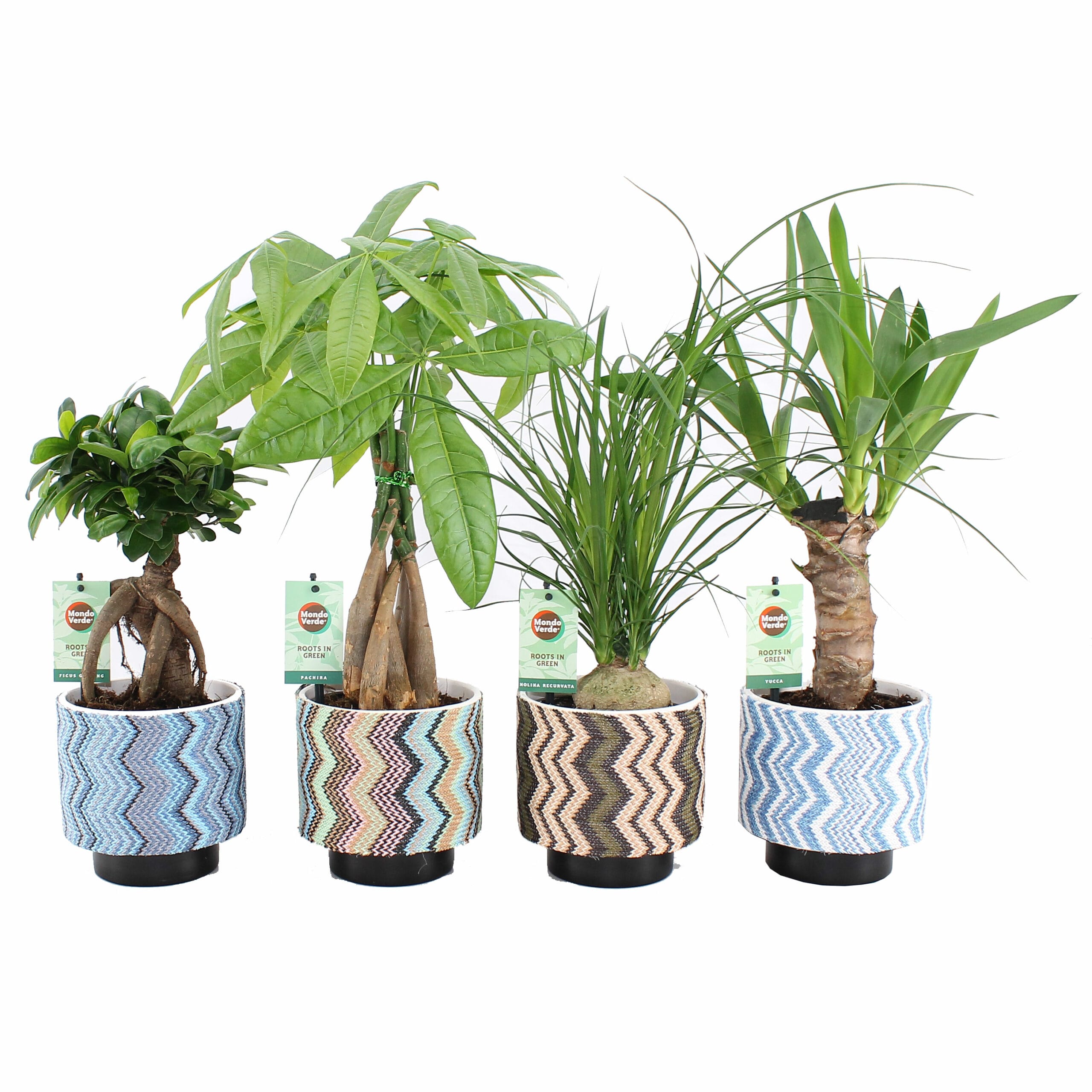 Tropic Mix - Ficus Ginseng, Pachira , Beaucarnea, Yucca - 4 stuks ↑ 35 cm ⌀ 14 cm