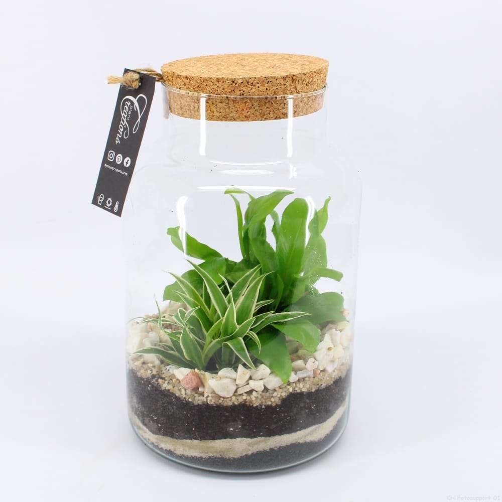 Planten terrarium | Doe-het-zelf | Varen in glas ↑ 30 cm ⌀ 20 cm