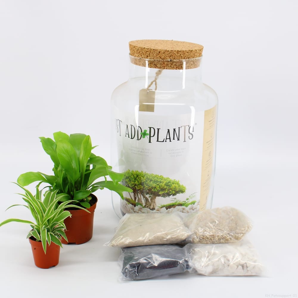 Planten terrarium | Doe-het-zelf | Varen in glas ↑ 30 cm ⌀ 20 cm - Afbeelding 3