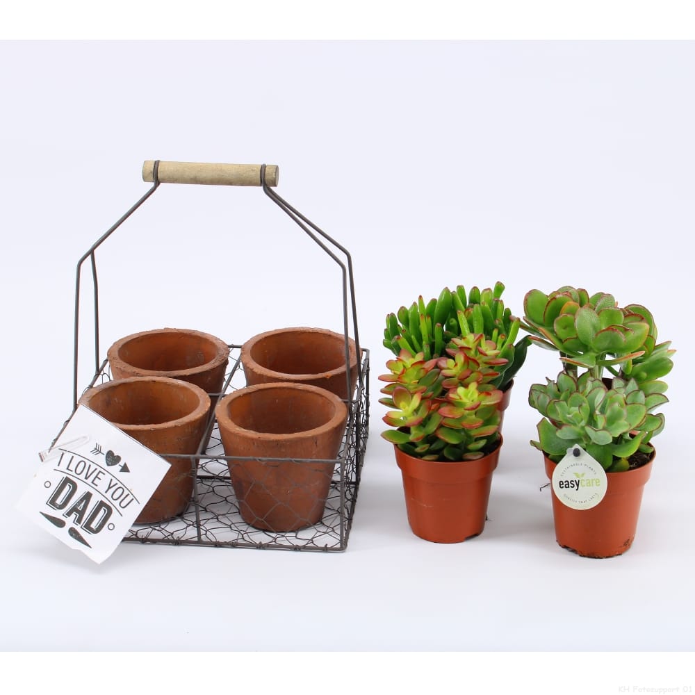 Vaderdag Giftbox - Easy Care ↑ 20 cm ⌀ 12 cm - Afbeelding 3