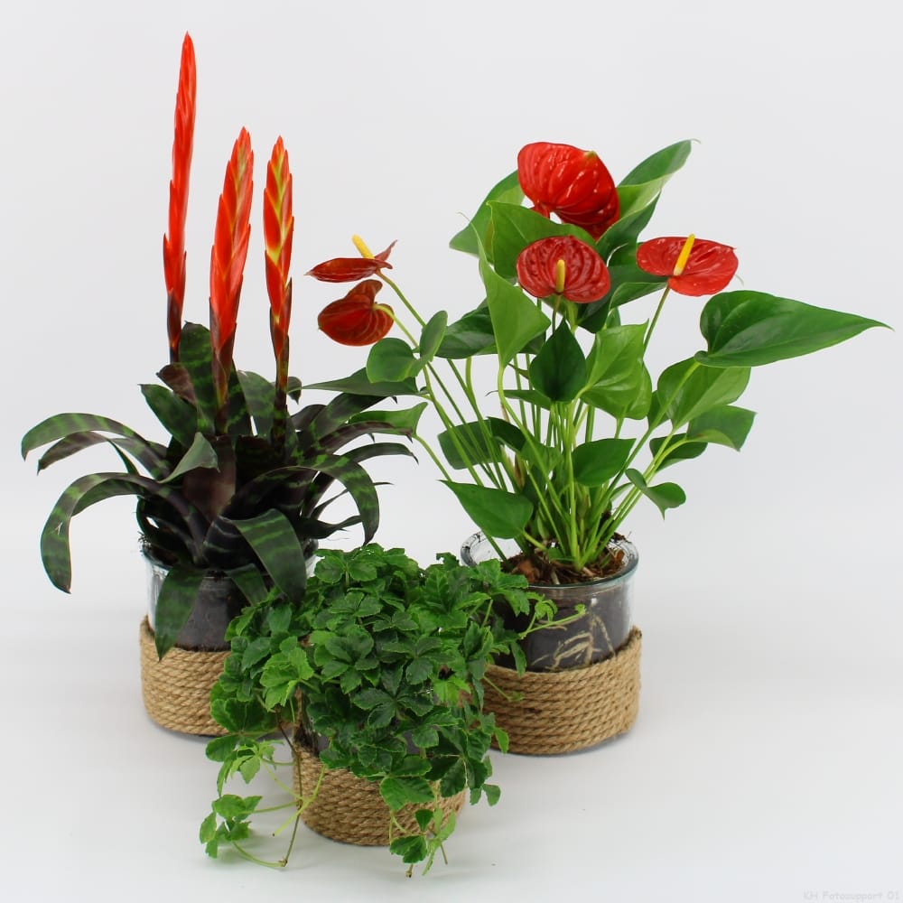 Vaderdag Giftbox - Zwaarden en hartjes ↑ 35 cm ⌀ 12 cm