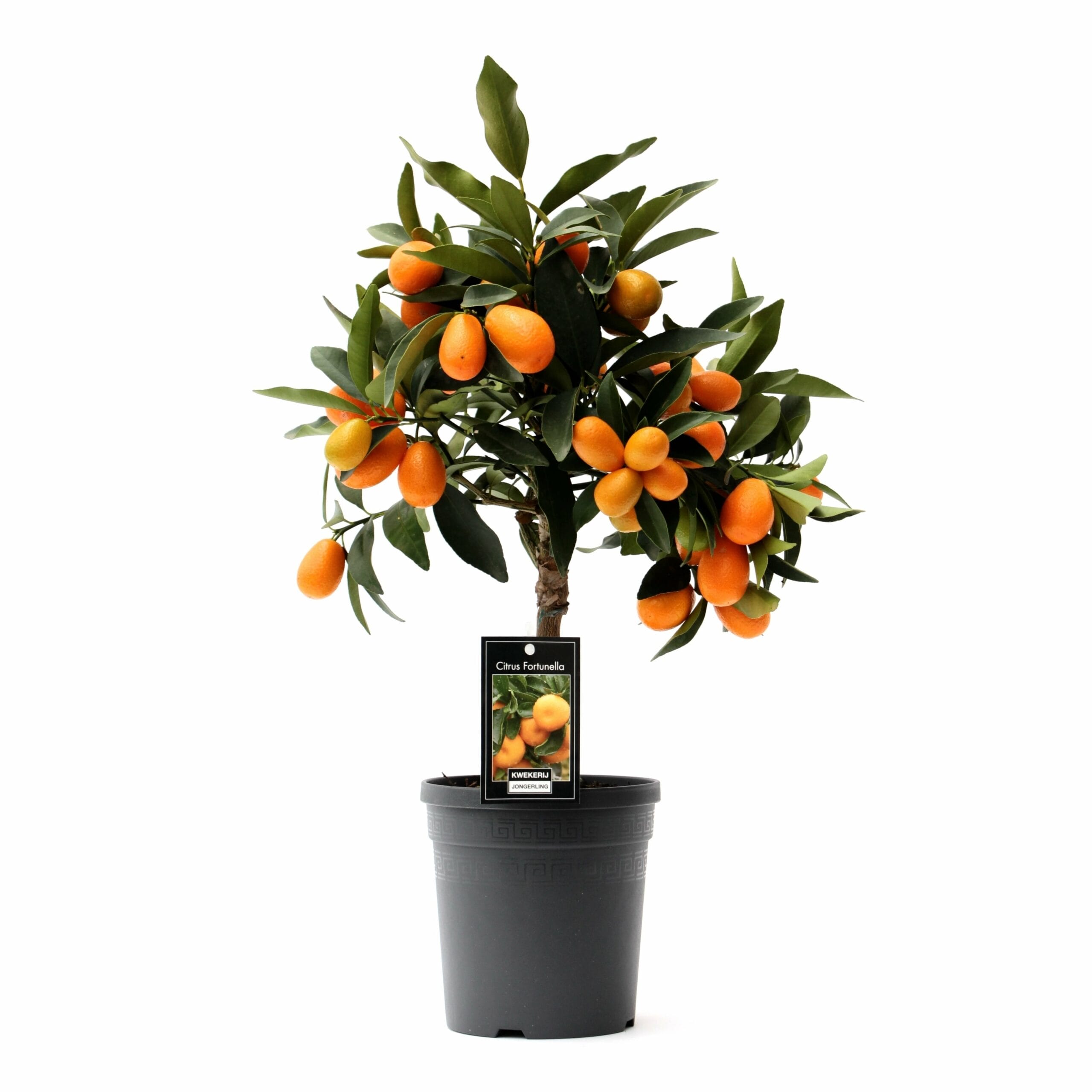 Citrus Kumquat - Citrusplant ↑ 50 cm ⌀ 15 cm - Afbeelding 4