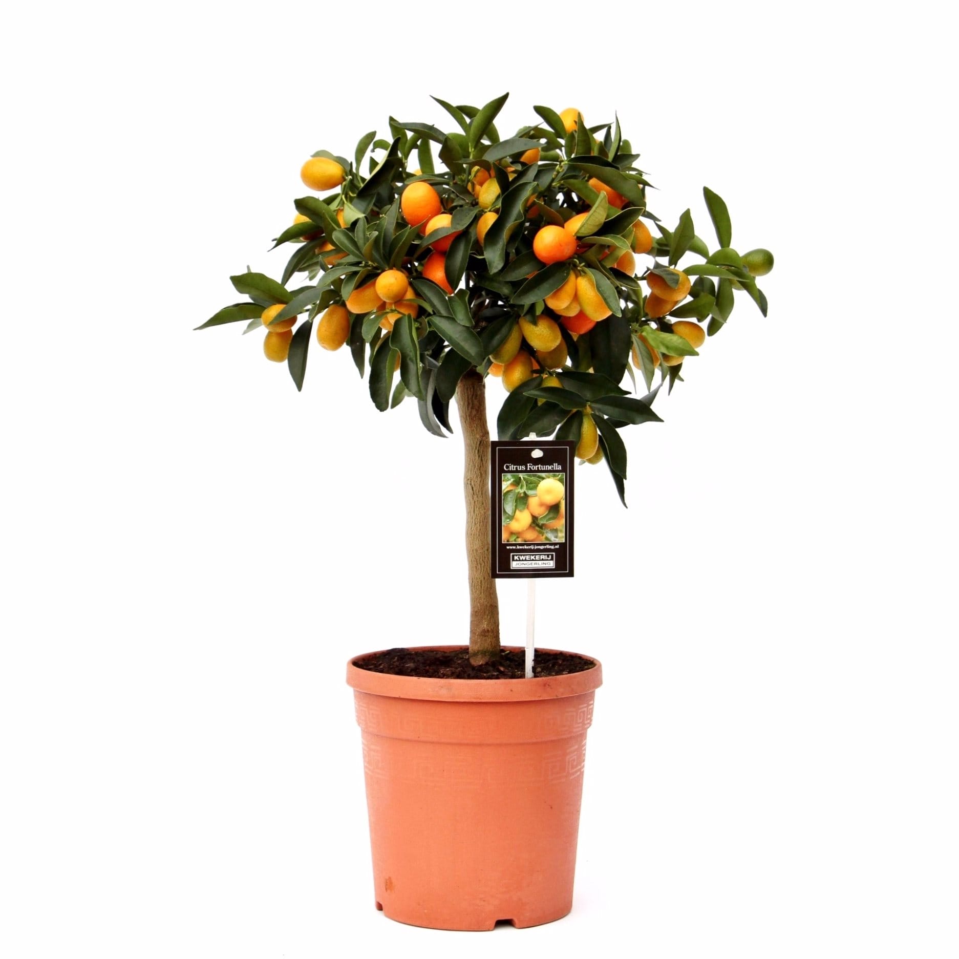 Citrus Kumquat - Citrusplant ↑ 60 cm ⌀ 19 cm
