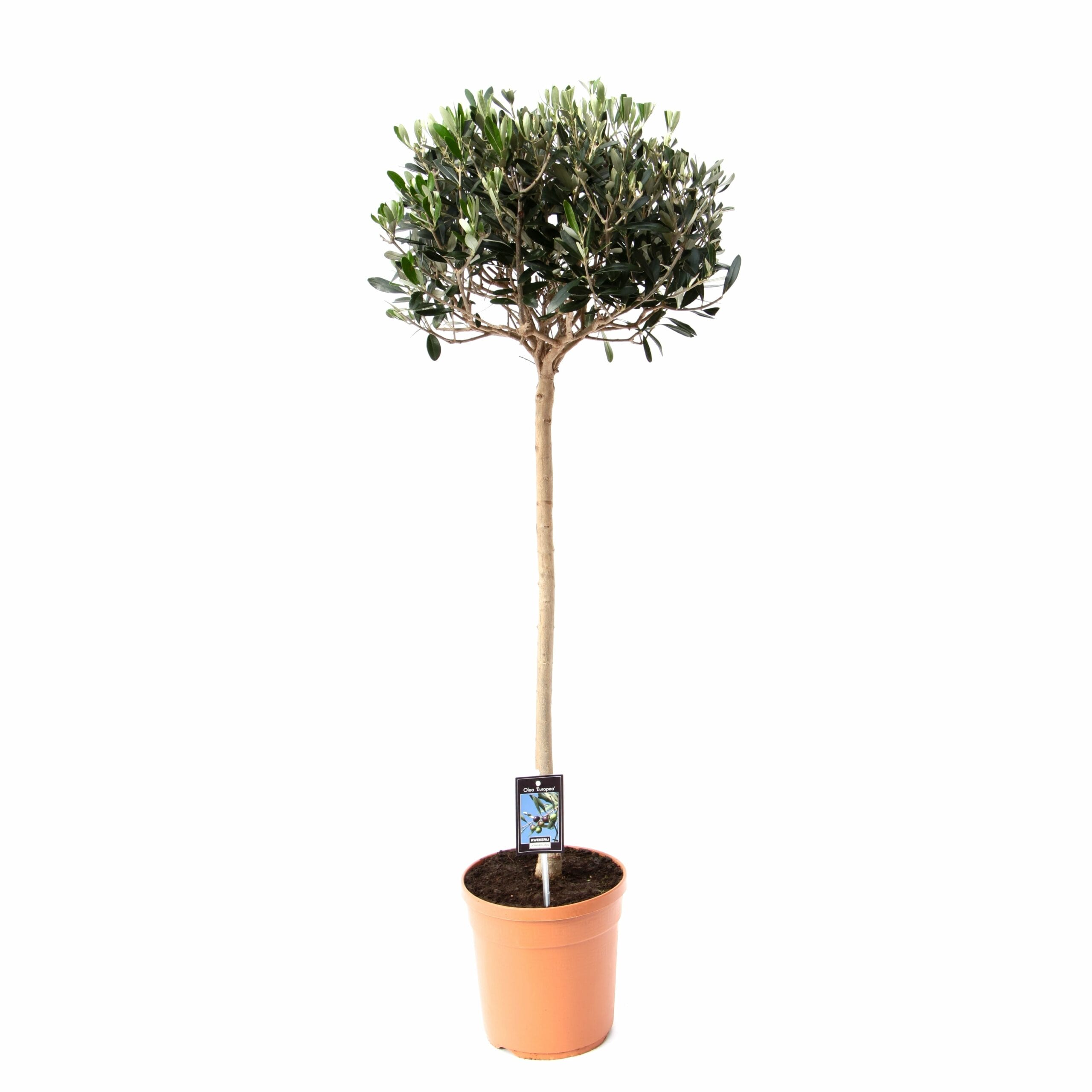 Olijfboompje op stam - ↑ 75 cm ⌀ 20 cm