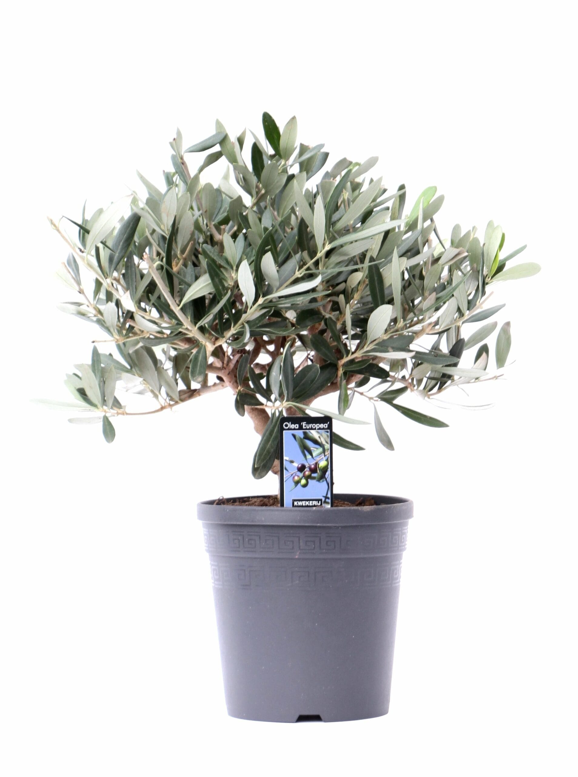 Olijfboompje op stam - ↑ 40 cm ⌀ 15 cm - Afbeelding 3