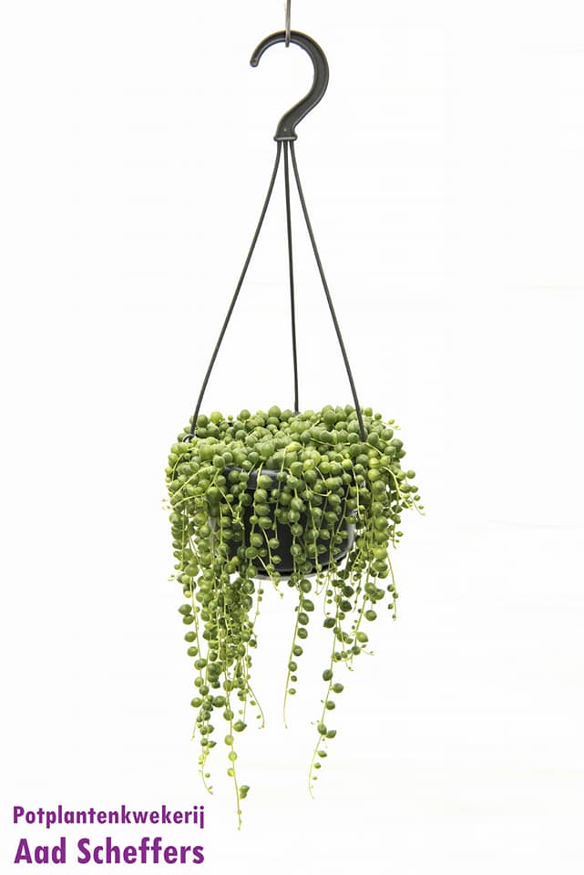 Erwtenplantje ↑ 30 cm ⌀ 14 cm