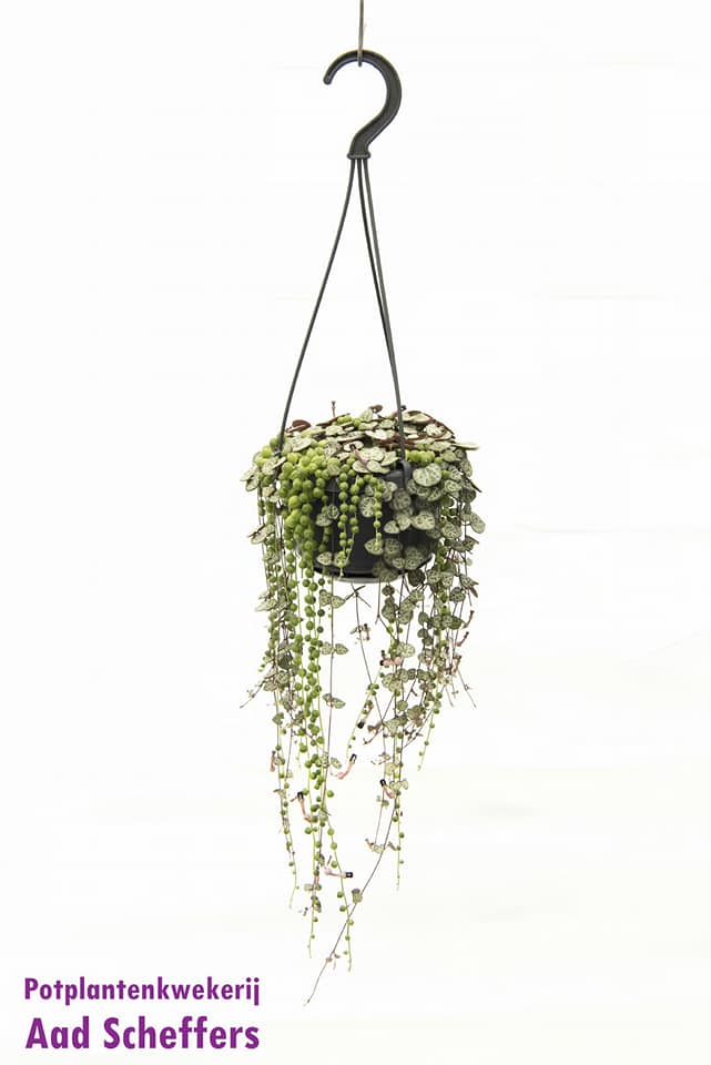 Mix Erwtenplantje en Chinees Lantaarnplantje ↑ 30 cm ⌀ 14 cm