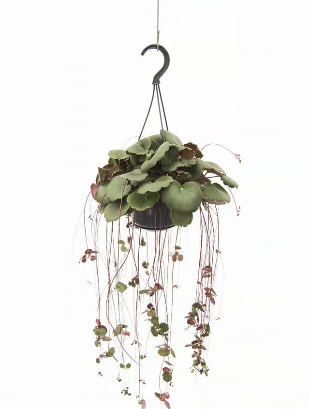 Moederplant 'Green' ↑ 40 cm ⌀ 14 cm