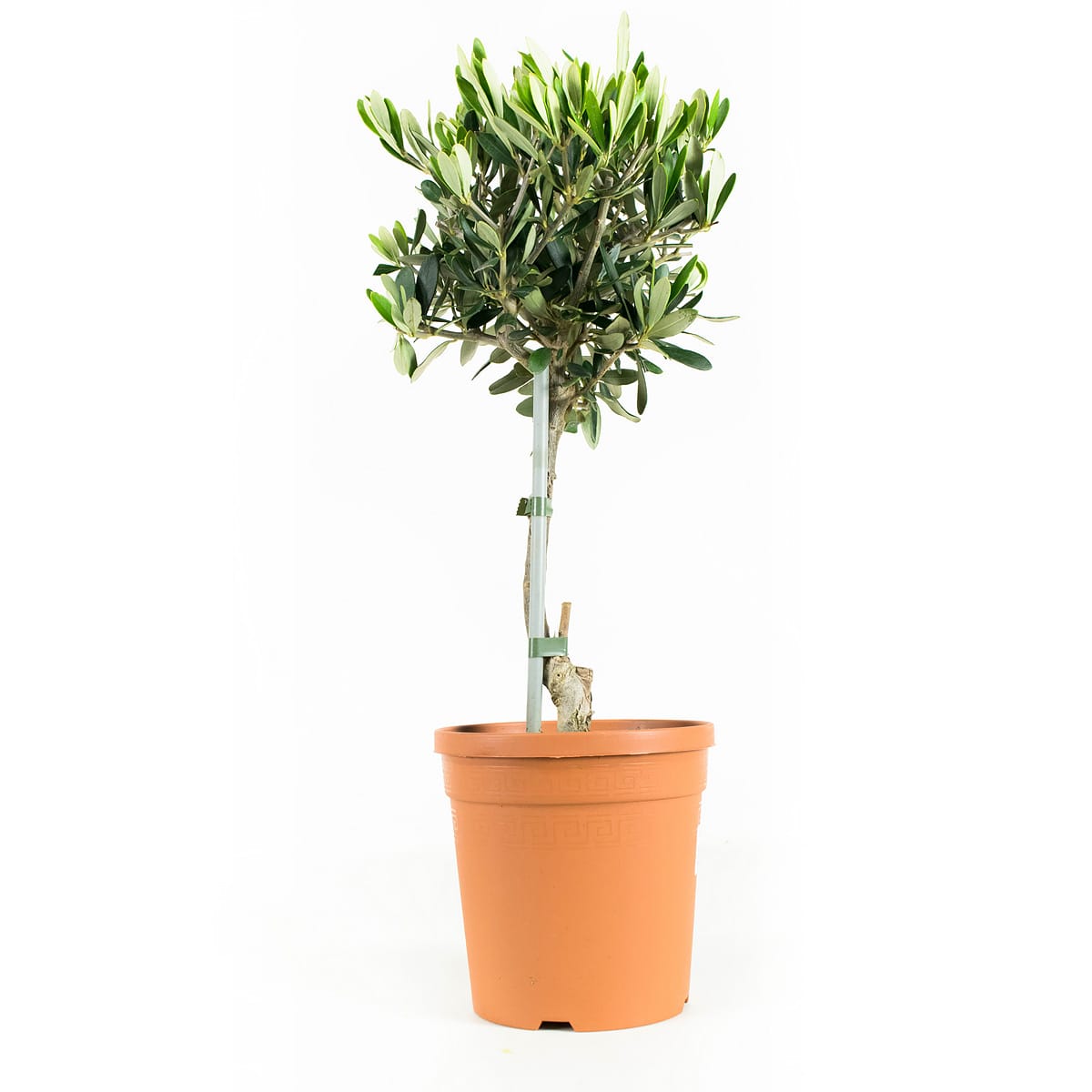 Olijfboompje op stam - 2 stuks ↑ 50 cm ⌀ 15 cm - Afbeelding 3