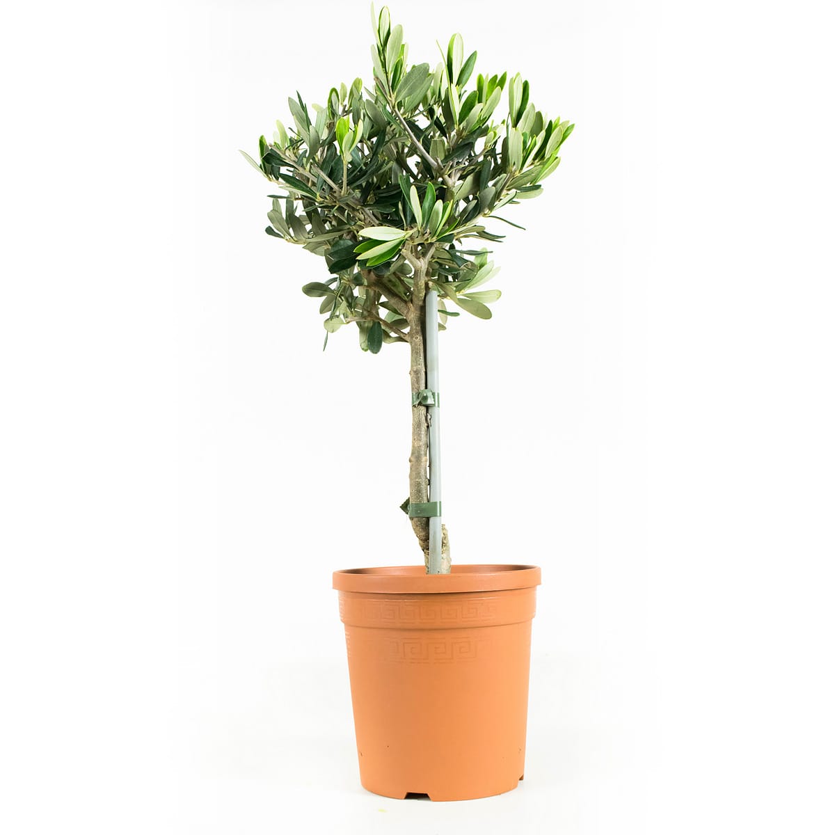 Olijfboompje op stam - 2 stuks ↑ 50 cm ⌀ 15 cm - Afbeelding 8