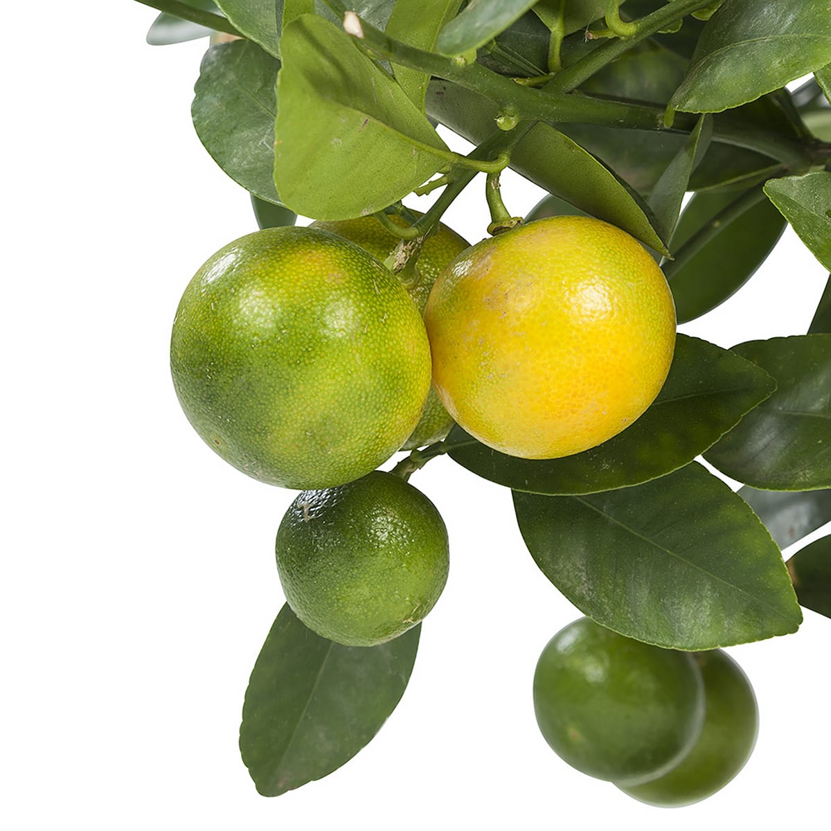 Calamondin - Citrusplant ↑ 75 cm ⌀ 21 cm - Afbeelding 3