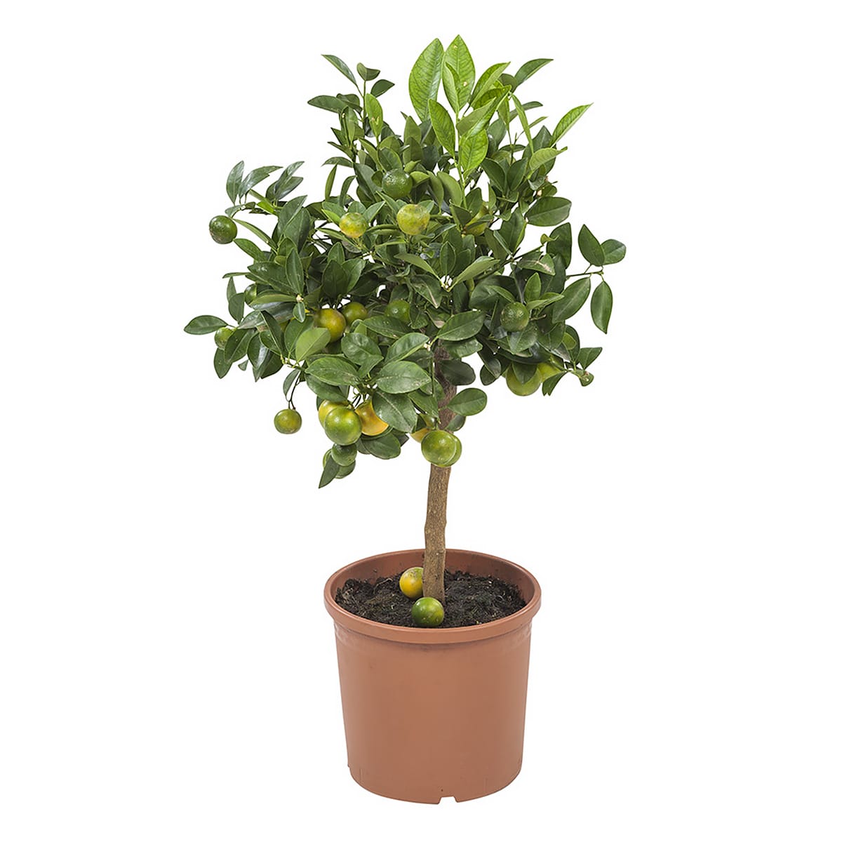 Calamondin - Citrusplant ↑ 75 cm ⌀ 21 cm - Afbeelding 4