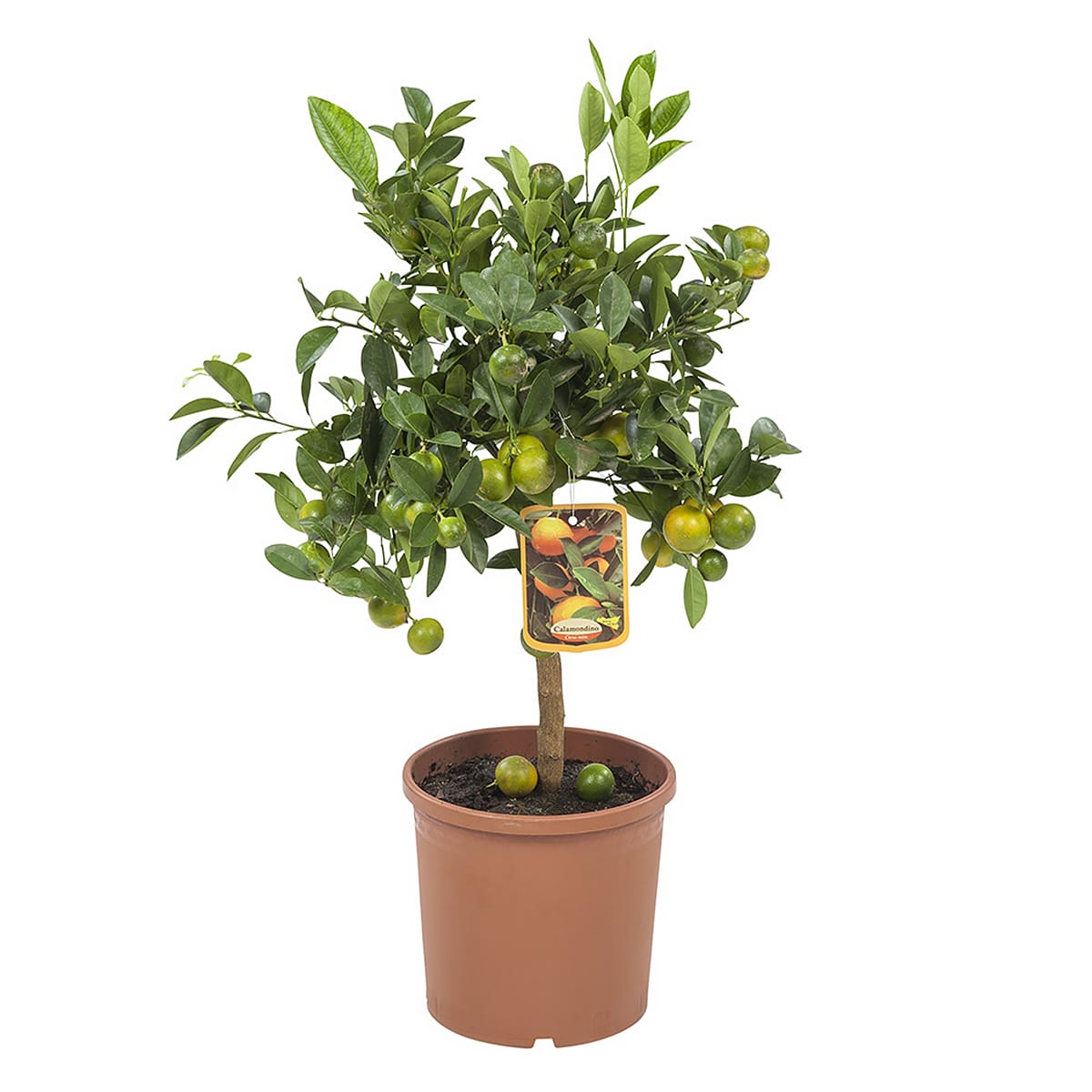 Calamondin - Citrusplant ↑ 75 cm ⌀ 21 cm - Afbeelding 6