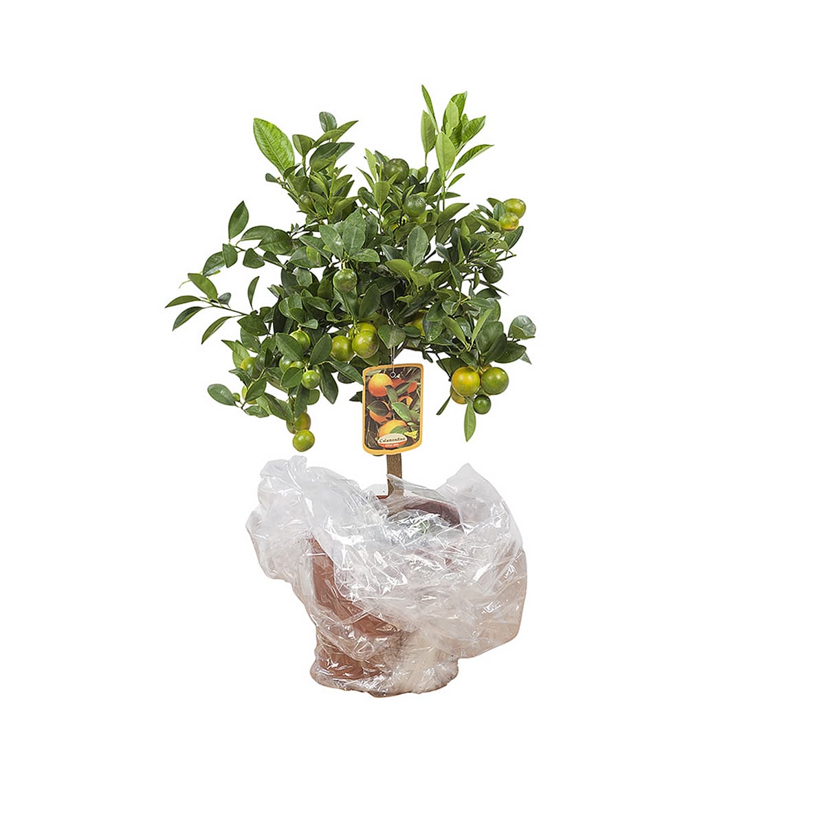 Calamondin - Citrusplant ↑ 75 cm ⌀ 21 cm - Afbeelding 7