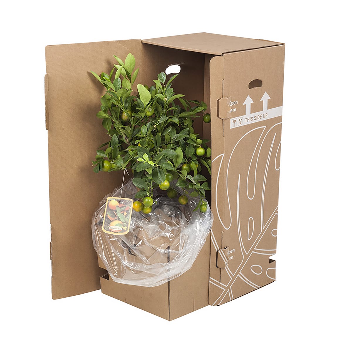 Calamondin - Citrusplant ↑ 75 cm ⌀ 21 cm - Afbeelding 8