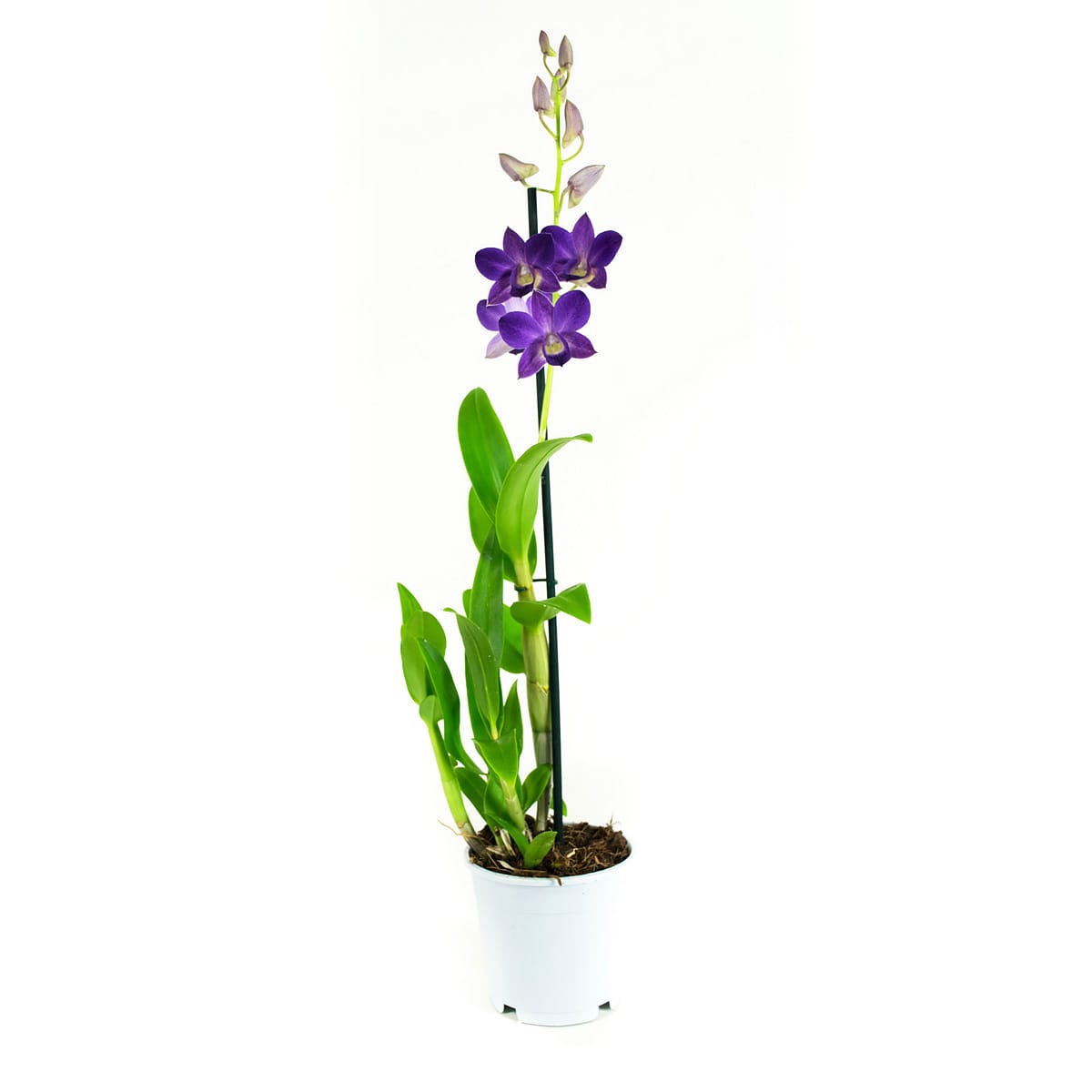 Orchidee Dendrobium Sanook - blauw - 2 stuks ↑ 55 cm ⌀ 11 cm - Afbeelding 6