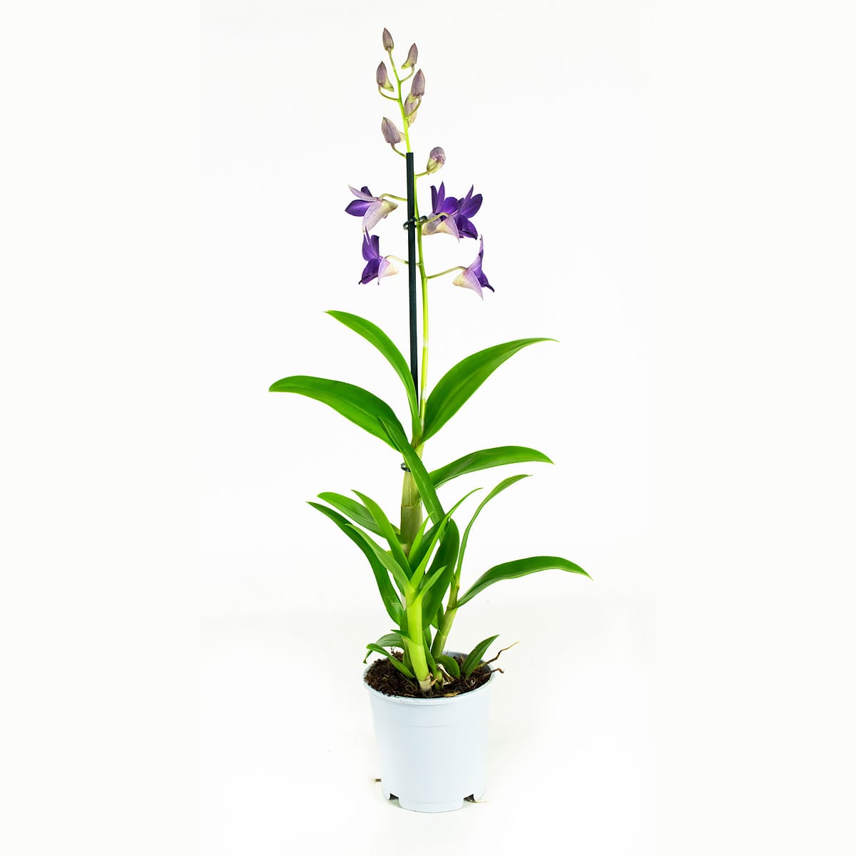 Orchidee Dendrobium Sanook - blauw - 2 stuks ↑ 55 cm ⌀ 11 cm - Afbeelding 7