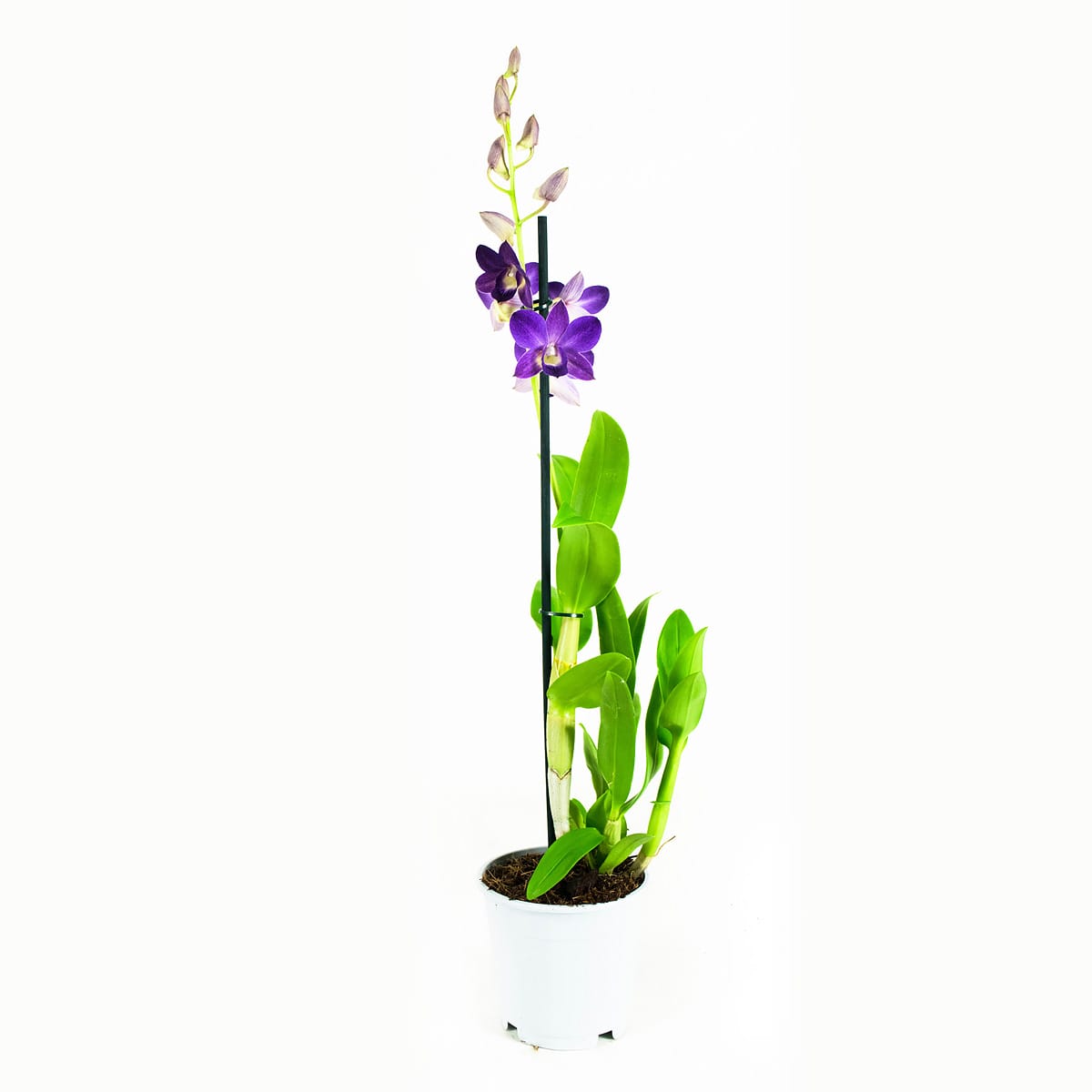 Orchidee Dendrobium Sanook - blauw - 2 stuks ↑ 55 cm ⌀ 11 cm - Afbeelding 8