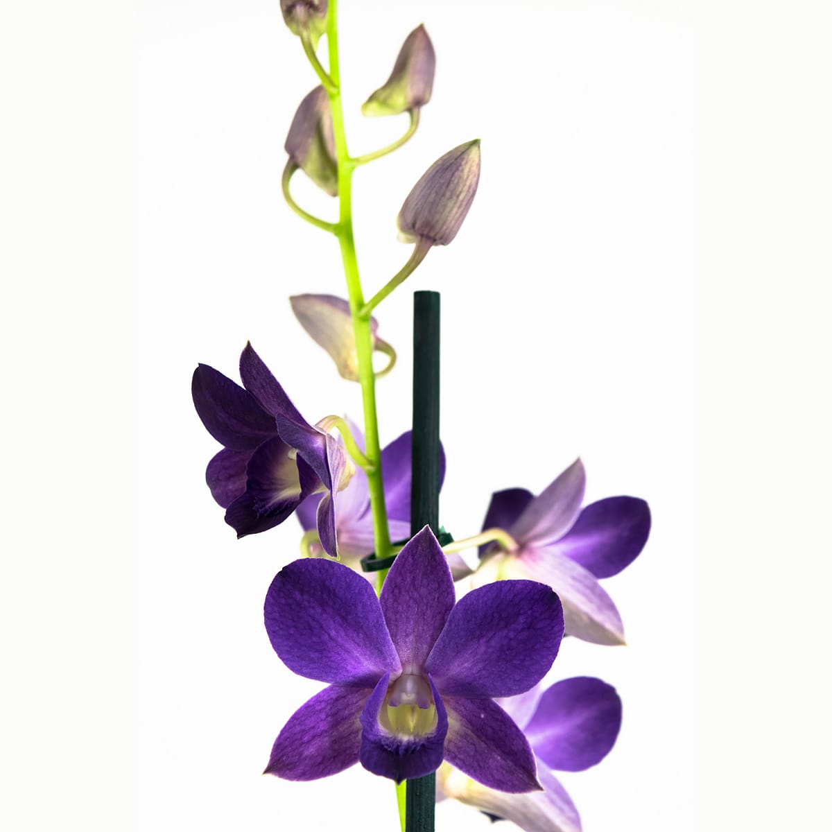 Orchidee Dendrobium Sanook - blauw - 2 stuks ↑ 55 cm ⌀ 11 cm - Afbeelding 4