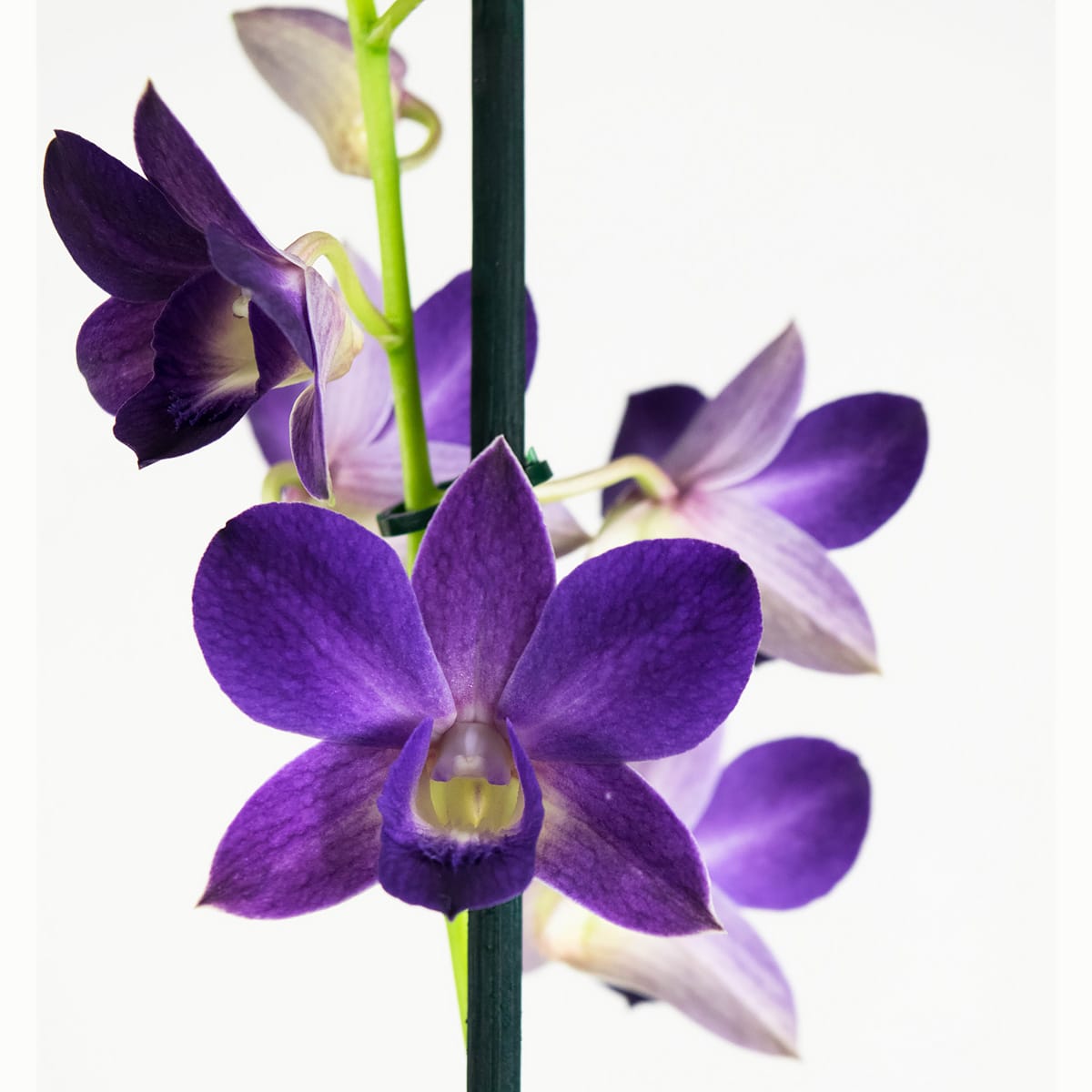 Orchidee Dendrobium Sanook - blauw - 2 stuks ↑ 55 cm ⌀ 11 cm - Afbeelding 5