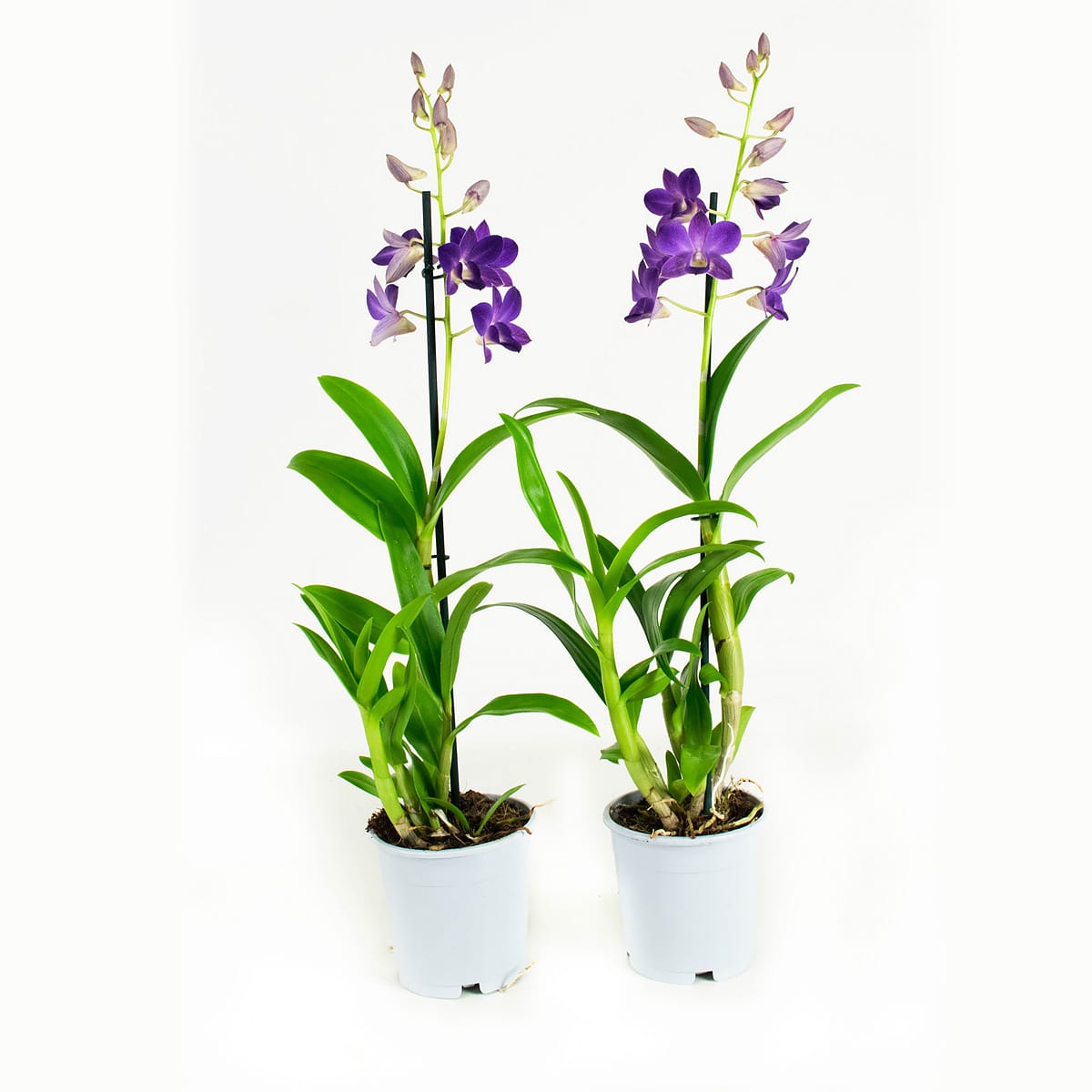 Orchidee Dendrobium Sanook - blauw - 2 stuks ↑ 55 cm ⌀ 11 cm - Afbeelding 9