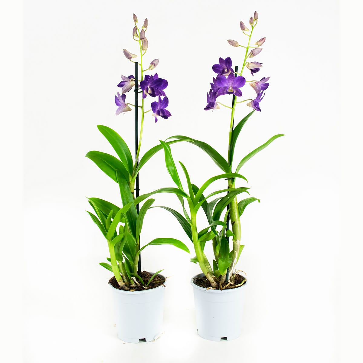 Orchidee Dendrobium Sanook - blauw - 2 stuks ↑ 55 cm ⌀ 11 cm