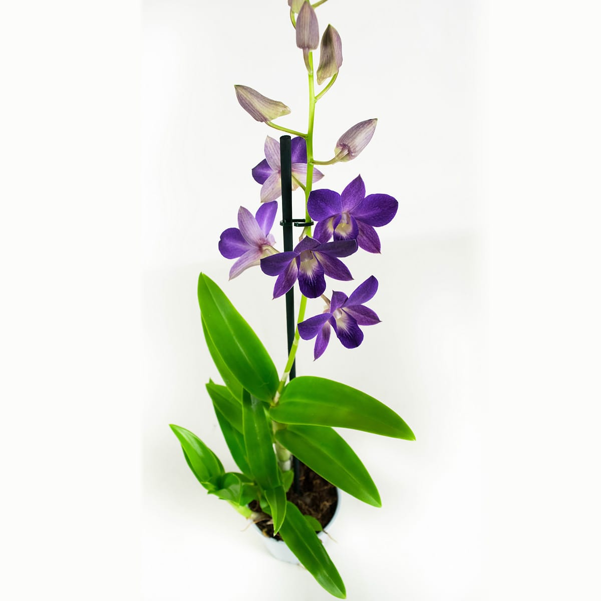 Orchidee Dendrobium Sanook - blauw - 2 stuks ↑ 55 cm ⌀ 11 cm - Afbeelding 3