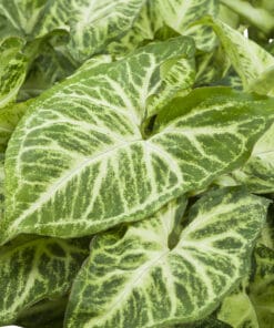 plant-direct planten direct van de kweker