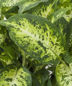 plant-direct planten direct van de kweker