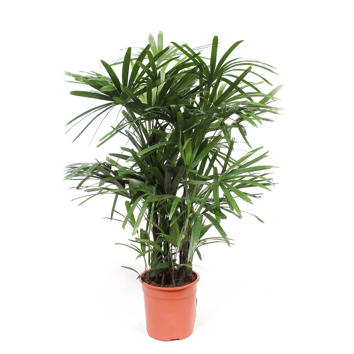 Rhapis Excelsa ↑ 110 cm ⌀ 27 cm