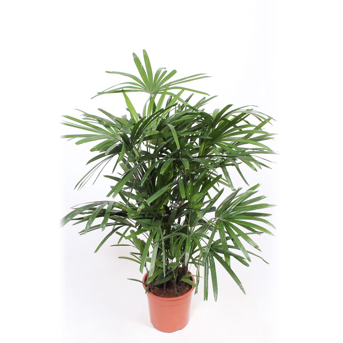Rhapis Excelsa ↑ 110 cm ⌀ 27 cm - Afbeelding 3