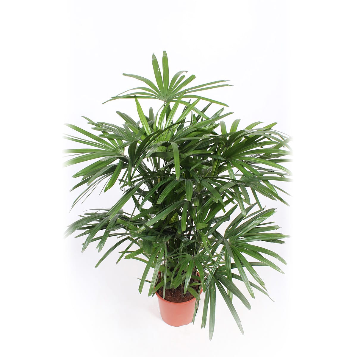 Rhapis Excelsa ↑ 110 cm ⌀ 27 cm - Afbeelding 4