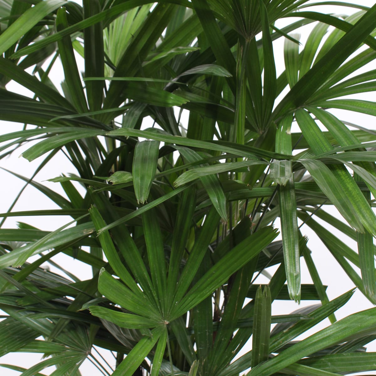 Rhapis Excelsa ↑ 110 cm ⌀ 27 cm - Afbeelding 6